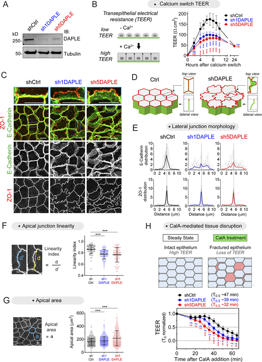 Loss of DAPLE impairs epithelial barrier function establishment and alters cell–cell junction morphology. (A) Validation of shRNA-mediated depletion of DAPLE in MDCK cells. Cells stably expressing shCtrl (control), sh1DAPLE, or sh5DAPLE RNAi sequences were generated by lentiviral transduction and lysed for immunoblotting (IB) with the indicated antibodies. (B) Loss of DAPLE impairs the acquisition of epithelial barrier function upon calcium switch–induced cell–cell junction assembly. TEER of the indicated MDCK cell monolayers (shCtrl, sh1DAPLE, or sh5DAPLE) grown on Transwell filters was determined at the indicated times after Ca2+ switch. Mean ± SEM, n = 4 independent biological replicates; **, P < 0.01; ***, P < 0.001 compared with shCtrl using ANOVA test with Dunnett’s multiple comparison correction. (CandD) Loss of DAPLE alters the morphology of cell–cell junctions. Established cell monolayers of the indicated MDCK cell lines (shCtrl, sh1DAPLE, or sh5DAPLE) were stained for E-cadherin and ZO-1 and imaged by confocal fluorescence microscopy. Representative images of maximum-intensity projections (top view) from three or more independent experiments are shown in C, and a 3D diagram of the observed phenotype is shown in D. (E) Distribution of E-cadherin and ZO-1 signals projected across 10 µm on the horizontal plane and centered at the cell–cell junction. Thick lines are the mean, and thin lines are the individual measurements of 10 cell–cell boundaries from one representative experiment. (F and G) Loss of DAPLE decreases the linearity of apical cell–cell junctions and increases apical cell area. Apical cell–cell junction linearity (F) or apical areas (G) were quantified from wide-field fluorescence microscopy images of ZO-1–stained cells. Scatter plot values are from 80 cell–cell junctions (2 experiments) in (F) or cells from 12 fields (3 experiments) in G. Mean ± SD; ***, P < 0.001, Mann–Whitney U test. (H) Loss of DAPLE impairs epithelial barrier function upon tensile stress. TEER of the indicated MDCK cell monolayers (shCtrl, sh1DAPLE, or sh5DAPLE) grown on Transwell filters was determined at the indicated times after CalA (80 nM) treatment. Mean ± SEM, n = 6 independent biological replicates; *, P < 0.05; **, P < 0.01; ***, P < 0.001 compared with shCtrl using ANOVA test with Dunnett’s multiple comparison correction. All scale bars are 5 µm. Source data are available for this figure: SourceData F1.