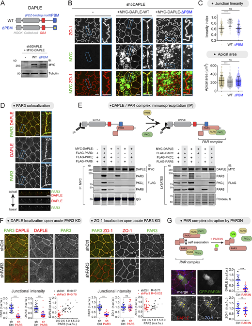 Apical junction localization of DAPLE via PAR3 is required for maintaining proper cell–cell junction morphology. (A–C) DAPLE requires its PBM to maintain proper cell–cell junction morphology. MYC-DAPLE WT or ΔPBM were stably expressed in DAPLE-depleted MDCK cells (sh5DAPLE) by lentiviral transduction and cells lysed for IB with the indicated antibodies (A). Representative confocal fluorescence microscopy images of cells stained with ZO-1 and MYC are shown in B. Apical cell–cell junction linearity and cell apical areas were quantified from the ZO-1–stained images. Scatter plot values of 180 cell–cell junctions (linearity index) or of cells from 12 fields (apical area; three experiments). Mean ± SD; ***, P < 0.001, Mann–Whitney U test. (D) DAPLE colocalizes with PAR3 at apical cell junctions. MDCK cells were costained for endogenous DAPLE (red) and endogenous PAR3 (green) and imaged by confocal fluorescence microscopy. Upper panels are maximum-intensity projections of cell monolayers viewed from the top, and lower panels are a perpendicular optical cross-section of the monolayer. A magnified view of a cell–cell junction (blue rectangle) is shown on the right. (E) DAPLE associates with the PAR3–PAR6–aPKC (PAR) polarity complex via PAR3. Lysates of HEK293T cells expressing the indicated constructs were incubated with MYC antibodies, and immunoprecipitated (IP) proteins were detected by IB. The panel on the right corresponds to aliquots of the lysates used as starting material. One representative result of four experiments is shown. (F) Acute loss of PAR3 impairs the localization of DAPLE, but not of ZO-1, at apical cell junctions. MDCK cells were transduced with lentiviral particles for the expression of shCtrl (control) or shPAR3, costained for PAR3 and DAPLE or ZO-1, and analyzed by confocal fluorescence microscopy. Representative pictures of maximum-intensity projections are shown on the top, and quantification graphs of junctional intensities for DAPLE, PAR3 or ZO-1 are shown on the bottom of each panel (scatter plots with mean ± SD for 30–40 cell–cell boundaries from two independent experiments; ***, P < 0.001, Mann–Whitney U test). (G) Acute expression of dominant-negative PAR3N impairs the localization of DAPLE, but not ZO-1, at apical cell junctions. The diagram on the top depicts the dominant-negative action of PAR3N on PAR3 self-association that results in the disruption of the PAR3–PAR6–aPKC complex. MDCK cells were transfected with GFP-PAR3N; costained for GFP, DAPLE, and ZO-1; and analyzed by wide-field fluorescence microscopy. Representative fluorescence microscopy pictures are shown on the bottom left, and quantification of fluorescence intensities of DAPLE or ZO-1 at junctions between cells expressing GFP-PAR3N or at junctions between adjacent control cells are shown on the bottom right (scatter plots with mean ± SD for ∼20 cell–cell boundaries from three independent experiments; ***, P < 0.001, Mann–Whitney U test). Scale bar = 5 µm. Source data are available for this figure: SourceData F2.