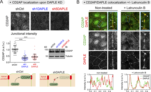 DAPLE is required for CD2AP recruitment to cell–cell junctions. (A) Loss of DAPLE impairs the localization of CD2AP at cell–cell junctions. Monolayers of the indicated MDCK cell lines were stained for CD2AP and analyzed by confocal fluorescence microscopy. Representative pictures of maximum-intensity projection of the apical domain (1 µm) are shown on the top, a quantification graph of junctional intensities for CD2AP is shown on the bottom left (scatter plots with mean ± SD for ∼40 cell–cell boundaries from three independent experiments; ***, P < 0.001, Mann–Whitney U test), and a representative immunoblot for total CD2AP expression is shown on the bottom right. (B) DAPLE colocalizes with CD2AP at apical cell–cell junctions and in Latrunculin B–resistant foci. Nontreated or Latrunculin B–treated (2 h, 10 µM) MDCK cells were stained for CD2AP and DAPLE and analyzed by confocal fluorescence microscopy. Upper panels are maximum-intensity projections of the apical domain (1 µm) of cell monolayers viewed from the top, and lower panels are fluorescent intensity profiles along cell junctions shown in the magnified areas (blue rectangles). White arrowheads indicate colocalization at cell–cell junctions. Source data are available for this figure: SourceData F4. Refer to the image caption for details.