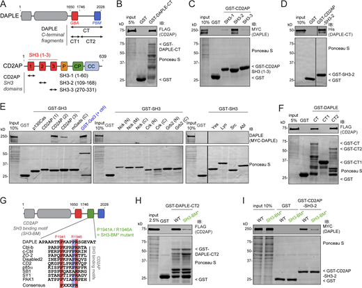 DAPLE directly binds CD2AP through an SH3-binding motif. (A) Bar diagram depicting DAPLE (top) and CD2AP (bottom) domains and indicating the fragments of each one used for experiments presented in this figure. CC, coiled coil; CP, capping protein binding; GBA, Gα-binding-and-activating motif; P, proline-rich; SH3, Src homology 3 domain. (B) Full-length CD2AP binds to the C-terminal (CT) region of DAPLE. Lysates of HEK293T transfected with FLAG-CD2AP were incubated with GST or GST-DAPLE-CT immobilized on glutathione-agarose beads. Bead-bound proteins were detected by Ponceau S staining or by IB. (C) Full-length DAPLE binds to the SH3-2 domain of CD2AP. Lysates of HEK293T transfected with MYC-DAPLE were incubated with GST or GST-CD2AP SH3-1, SH3-2, or SH3-3 immobilized on glutathione-agarose beads. Bead-bound proteins were detected by Ponceau S staining or IB. (D) CD2AP binds directly to DAPLE. Purified His-DAPLE-CT was incubated with purified GST-CD2AP SH3-2 or GST immobilized on glutathione-agarose beads. Bead-bound proteins were detected by Ponceau S staining or IB. The vertical lines indicate that the images were assembled by splicing lanes from the same experiment and membrane. (E) DAPLE binds to SH3-2 domain of CD2AP but not to many other SH3 domains. Lysates of HEK293T cells transfected with MYC-DAPLE were incubated with GST, GST-Gαi3 (as positive control), and the indicated GST-fused SH3 domains immobilized on glutathione-agarose beads. Bead-bound proteins were detected by Ponceau S staining or IB. One representative result of three independent experiments. The vertical lines indicate that the images were assembled by splicing lanes from the same experiment and membrane. (F) DAPLE CT2 (1,746–2,028) fragment is sufficient to bind CD2AP. Lysates of HEK293T transfected with FLAG-CD2AP were incubated with GST or GST-DAPLE C-terminal fragments immobilized on glutathione-agarose beads. Bead-bound proteins were detected by Ponceau S staining or by IB. (G) Identification of a putative CD2AP SH3 binding motif in the C-terminal region of DAPLE. Alignment of DAPLE sequence with multiple CD2AP SH3 binding motifs from other proteins that contain the consensus PXXXPR sequence. (H) Mutation of DAPLE’s SH3 binding motif decreases binding to CD2AP. Lysates of HEK293T transfected with FLAG-CD2AP were incubated with GST, GST-DAPLE-CT2 WT, or P1941A/R1946A (SH3-BM*) mutant immobilized on glutathione-agarose beads. Bead-bound proteins were detected by Ponceau S staining or IB. (I) Binding of full-length DAPLE to CD2AP is impaired upon mutation of the SH3 binding motif. Lysates of HEK293T transfected with MYC-DAPLE (WT or SH3-BM* mutant) were incubated with GST or GST-CD2AP SH3-2 immobilized on glutathione-agarose beads. Bead-bound proteins were detected by Ponceau S staining or IB. All results presented are representative of n ≥ 2 experiments. All scale bars are 5 µm. Source data are available for this figure: SourceData F5.