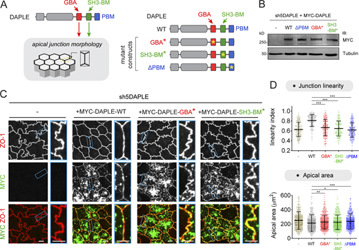 DAPLE maintains proper cell–cell junction morphology via its SH3-binding motif (SH3-BM) and its Gα-binding and -activating (GBA) motif. (A) Diagram depicting DAPLE’s functional modules potentially involved in the regulation of junctional morphology and mutants used to investigate this function. (B) MYC-DAPLE WT, GBA*, SH3-BM*, or ΔPBM was stably expressed in DAPLE-depleted MDCK cells (sh5DAPLE) by lentiviral transduction, and cells were lysed for IB with the indicated antibodies. (C and D) DAPLE requires its GBA motif and its SH3-BM to maintain proper cell–cell junction morphology. Representative single optical sections at the level of apical junctions of the indicated MDCK cell lines stained for ZO-1 and MYC are shown in C. Apical cell–cell junction linearity and apical cell areas were quantified from the ZO-1 staining images. Scatter plot values are for 180 cell–cell junctions (linearity index) or for cells from 12 fields (apical area; three experiments). Mean ± SD; *, P < 0.05; **, P < 0.01; ***, P < 0.001, Mann–Whitney U test. Quantifications for cells not expressing MYC-DAPLE (−), MYC-DAPLE WT, and DAPLE ΔPBM mutant are same as in Fig. 3 C, and they are shown here again for direct comparison across all mutants. All scale bars are 5 µm. Source data are available for this figure: SourceData F6. Refer to the image caption for details.