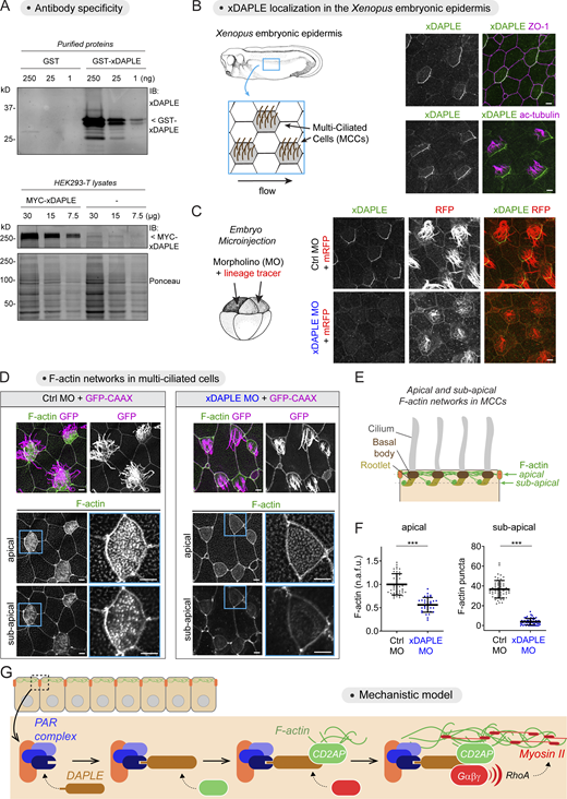 Loss of DAPLE causes apical actin defects in MCCs of the Xenopus embryonic epidermis. (A) IB detection of purified GST-xDAPLE (top) or MYC-xDAPLE in HEK293T lysates (bottom) using a rabbit polyclonal antibody raised against xDAPLE. (B and C) xDAPLE localizes at apical junctions of MCCs in the Xenopus epidermis. Uninjected embryos (B) or embryos coinjected with MO (Ctrl or xDAPLE) and mRNA for a membrane-anchored RFP (mRFP) tracer (C) were immunostained at stage 28 and analyzed by confocal microscopy. Representative maximum-intensity projections of the apical domain (2 μm) of epidermal cells are shown (n = 3). (D–F) Depletion of xDAPLE decreases apical and subapical F-actin in MCCs of the Xenopus epidermis. Embryos coinjected with MO (Ctrl or xDAPLE) and mRNA for a membrane-anchored GFP (GFP-CAAX) tracer were immunostained at stage 28 for GFP and F-actin and analyzed by confocal microscopy. Representative images of apical and subapical F-actin (see scheme in E) are shown in D (maximum-intensity projections of 0.8-μm thickness at the level of apical F-actin or subapical F-actin), and quantifications of fluorescence intensities are shown in F. Scatter plot values are for 40–60 MCCs from four experiments. Mean ± SD; ***, P < 0.001 using the Mann–Whitney U test. (G) Proposed model for how DAPLE association with the PAR complex at apical junctions promotes apical actomyosin assembly by simultaneously recruiting the actin stabilizer CD2AP and activating Gαβγ-mediated RhoA signaling. All scale bars are 5 µm. Source data are available for this figure: SourceData F8.