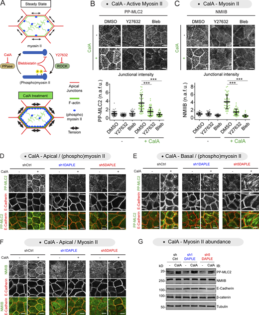Loss of DAPLE impairs CalA-induced accumulation of active myosin II at apical cell junctions. (A) Diagram depicting CalA-induced apical accumulation of active myosin II that depends on ROCK and myosin II activity. CalA inhibits myosin phosphatases (PPase), which favors the accumulation of active phosphorylated myosin II. In contrast, the ROCK inhibitor Y27632 and the myosin inhibitor blebbistatin impair myosin activation. (B and C) Y27632 and blebbistatin prevent the accumulation of junctional PP-MLC2 (B) or NMIIB (C) upon CalA treatment. MDCK cells were preincubated with Y27632 (10 μM, 30 min), blebbistatin (Bleb, 50 μM, 60 min), or an equivalent volume of DMSO before CalA treatments (80 nM, 20 min). Images on the top of each panel correspond to representative single optical sections at the level of apical junctions, and quantification graphs of junctional intensities of PP-MLC2 (B) or NMIIB (C) are shown on the bottom of each panel (scatter plots with mean ± SD for ∼60 cell–cell boundaries from three independent experiments; ***, P < 0.001, Mann–Whitney U test). (D and E) Loss of DAPLE prevents the accumulation of apical, but not basal, PP-MLC2 upon CalA treatment. MDCK cell lines were treated with CalA as indicated, stained for PP-MLC2 and E-cadherin, and analyzed by confocal fluorescence microscopy. Representative single optical sections of the same fields of cells either at the level of apical junctions or at the level of the basal membrane are shown in D or E, respectively. The images for apical PP-MLC2 are the same as in Fig. 3 F. (F) Loss of DAPLE prevents the accumulation of apical NMIIB upon CalA treatment. The same images as shown in Fig. 3 G for NMIIB are displayed here along with E-cadherin costaining to clearly delimit the boundaries of cell–cell junctions for all conditions. (G) Loss of DAPLE does not alter the total cellular amount of PP-MLC2, NMIIB, or junctional proteins with or without CalA treatment. The indicated MDCK cell lines treated or not with CalA as in B and C were lysed and analyzed by IB as indicated. Representative results of two independent experiments are shown. All scale bars are 5 µm. Source data are available for this figure: SourceData FS4.