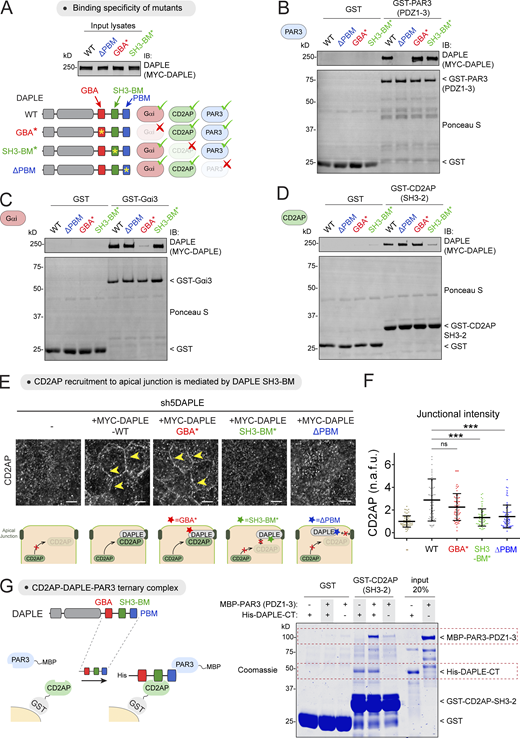 Assessment of modular interactions of DAPLE with CD2AP and PAR3. (A) Lysates of HEK293T cells transfected with MYC-DAPLE WT, ΔPBM, GBA*, or SH3-BM* used as the source of soluble ligands for the GST pull-down experiments presented in this figure. Diagram depicts the expected results if the mutations disrupt the cognate interaction specifically. (B) DAPLE ΔPBM, but not GBA* or SH3-BM*, mutant disrupts binding to PAR3. (C) DAPLE GBA*, but not ΔPBM or SH3-BM*, mutant disrupts binding to Gαi3. (D) DAPLE SH3-BM*, but not ΔPBM or GBA*, mutant disrupts binding to CD2AP. Lysates of HEK293T cells transfected with the indicated MYC-DAPLE constructs were incubated with GST, GST-PAR3 (PDZ1-3), GST-Gαi3, or GST-CD2AP (SH3-2), as indicated in each panel, immobilized on glutathione-agarose beads. Bead-bound proteins were detected by Ponceau S staining or IB. Results in B–D are representative of three independent experiments. (E and F) MYC-DAPLE WT, GBA*, SH3-BM*, or ΔPBM were stably expressed in DAPLE-depleted MDCK cells (sh5DAPLE) by lentiviral transduction, and cells were stained for CD2AP. Representative pictures of maximum-intensity projection of the apical domain (1 µm) are shown in A, and quantification of junctional intensities for CD2AP is shown in B represented as a scatter plot with mean ± SD for ∼60 cell–cell boundaries from three independent experiments; ***, P < 0.001, Mann–Whitney U test. Scale bars are 5 µm. (G) Formation of a ternary complex between CD2AP, DAPLE, and PAR3. Purified His-DAPLE-CT and MBP-PAR3 (PDZ1-3) were incubated with GST or GST-CD2AP (SH3-2), as indicated, immobilized on glutathione-agarose beads. Bead-bound proteins were detected by Coomassie staining. Results are representative of three independent experiments. Source data are available for this figure: SourceData FS5.
