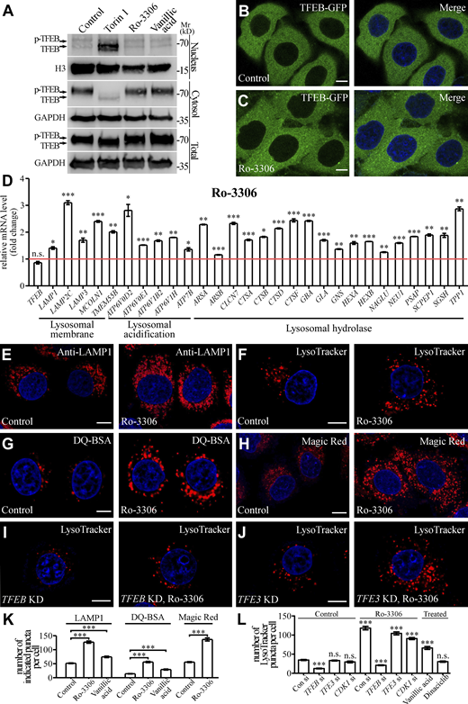 Ro-3306 promotes lysosomal function and biogenesis in a TFEB-dependent manner. (A) Western blotting assays showing the cytosolic and nuclear levels of endogenous TFEB. Treatment with 10 μM Ro-3306 or vanillic acid does not affect the levels, while 3-h Torin 1 treatment decreases the cytosolic level and increases the nuclear level. Phosphorylation of TFEB in whole-cell lysates, shown by the band shift, is affected by Torin 1, but not Ro-3306 or vanillic acid treatment. (B and C) In HeLa cells stably expressing TFEB-GFP, TFEB-GFP is predominantly localized in the cytoplasm (B). Treatment with 10 μM Ro-3306 (C) causes no change in the distribution of TFEB-GFP in HeLa cells. The nuclei of HeLa cells were stained by DAPI (blue channel) in B and C. (D) qRT-PCR assays showing upregulation of mRNA levels of lysosomal genes in HeLa cells treated with 20 μM Ro-3306 for 24 h. The level of the corresponding mRNA in control cells is set to 1.0. Data (normalized by GAPDH level) are shown as mean ± SEM (n = 3 for each bar). *, P < 0.05; **, P < 0.01; *** P < 0.001. (E–H) Compared with control cells, more lysosomal structures are labeled by anti-LAMP1 antibody (E) or stained by LysoTracker (F), DQ-BSA (G), and Magic Red (H) in HeLa cells treated with 10 μM Ro-3306. Lysosomes labeled by these markers are more scattered in Ro-3306–treated cells than in control cells. (I and J) In HeLa cells treated with 10 μM Ro-3306, the increased number of lysosomes stained by LysoTracker (shown in F) is suppressed by simultaneous depletion of TFEB (I) but is not affected by TFE3 depletion (J). (K) Quantification of the number of LAMP1, DQ-BSA, and Magic Red puncta in control cells and cells treated with 10 μM Ro-3306 or vanillic acid. Data are shown as mean ± SEM (n = 30, 30, 20, 30, 30, 30, 30, and 30 cells for the treatments shown on the x axis). ***, P < 0.001. (L) Quantification of the number of LysoTracker-stained puncta in control cells and cells treated with 10 μM Ro-3306 or Dinaciclib with or without knockdown of TFEB, TFE3, or CDK1. Data are shown as mean ± SEM (n = 30 cells for each bar). ***, P < 0.001. All measured values were statistically compared with the first dataset. Scale bars: 10 μm (B, C, and E–J). Source data are available for this figure: SourceDataF5.