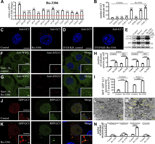 Ro-3306 promotes autophagy activity. (A) qRT-PCR assays showing upregulation of mRNA levels of autophagic genes in HeLa cells treated with 20 μM Ro-3306 for 24 h. The level of the corresponding mRNA in control cells is set to 1.0. Data (normalized by GAPDH level) are shown as mean ± SEM (n = 3 for each bar). *, P < 0.05; **, P < 0.01; *** P < 0.001. (B–D) The number of LC3 puncta stained by anti-LC3 antibody is increased in HeLa cells treated with 10 μM Ro-3306 (C), and this increase is suppressed by simultaneous depletion of TFEB (D). Quantification of the number of LC3 puncta per cell in control and Ro-3306–treated cells (B). Data are shown as mean ± SEM (n = 30 cells for each bar). ***, P < 0.001. All measured values were statistically compared with the first dataset. (E) Immunoblotting assays to determine the protein levels of LC3 and p62 in control and 10 μM Ro-3306–treated HeLa cells. Quantifications of LC3-II and p62 levels (normalized by GAPDH level) are shown. (F–H) Compared with control cells (F), the number of endogenous WIPI2 and ATG13 puncta stained by anti-WIPI2 and anti-ATG13 antibodies is higher in 10 μM Ro-3306–treated HeLa cells (G) after 1-h starvation. Quantification of the number of WIPI2 and ATG13 puncta per cell in control and Ro-3306–treated cells (H). Data are shown as mean ± SEM (n = 30 cells for each bar). ***, P < 0.001. (I–K) The RFP-GFP-LC3 assay in control and 10 μM Ro-3306–treated HeLa cells. Compared with control cells (J), more red-only puncta are formed in Ro-3306–treated cells (K) under normal conditions. Quantification of the percentage of RFP+GFP– LC3 puncta among total LC3 puncta in control and Ro-3306–treated cells (I). Data are shown as mean ± SEM (n = 30, 29, 30, and 30 cells for control and Ro-3306 treatment under normal and Torin 1–treated conditions, respectively). ***, P < 0.001. (L–N) TEM images showing that the number of autophagic structures (autophagosomes and amphisomes) and lysosomal structures (autolysosomes and lysosomes) is increased in 10 μM Ro-3306–treated HeLa cells (M) compared with control cells (L). Quantifications of the number of autophagosomes, amphisomes, autolysosomes, and lysosomes in control and Ro-3306–treated cells are shown in N. Data are shown as mean ± SEM in N. (n = 94 cells for each bar). *, P < 0.05; **, P < 0.01; ***, P < 0.001. AL, autolysosome; Am, amphisome; Av, autophagosome; Ly, lysosome. Scale bars: 10 μm (C, D, F, G, J, and K); 1 μm (insets in F, G, J, and K); 500 nm (L and M). Source data are available for this figure: SourceDataF6.
