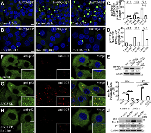 Ro-3306 promotes autophagic clearance of toxic protein aggregates. (A–D) HeLa cells stably expressing tet-on Htt97Q-GFP were incubated with 1 μg/ml doxycycline for 10 h. After the doxycycline was washed out, Htt97Q-GFP gradually assembled into protein aggregates in the cytosol with time (A). In cells incubated with 10 μM Ro-3306, the number of Htt97Q-GFP aggregates is dramatically reduced (B). Quantification at different time points of the number of Htt97Q-GFP puncta larger than 1 μm per 100 cells (C) and the percentage of cells with Htt97Q-GFP puncta (>300 cells from at least three independent experiments; D) in control and Ro-3306–treated cells, respectively. Data are shown as mean ± SEM in C (n > 300 cells from at least three independent experiments). ***, P < 0.001. (E) Immunoblotting assays showing the protein levels of Htt97Q-GFP in control and 10 μM Ro-3306–treated HeLa cells under normal condition. Quantifications of Htt97Q-GFP level (normalized by GAPDH level) are shown underneath. (F–I) Compared with control HeLa cells (F), the number of p62 and LC3 puncta stained by anti-p62 and anti-LC3 antibodies is increased in EPG5 KD cells (G). 10 μM Ro-3306 treatment inhibits the accumulation of p62 and LC3 puncta in EPG5 KD cells (H). Quantification of the number of p62 and LC3 puncta per cell for F–H (I). Data are shown as mean ± SEM (n = 30 cells for each bar). ***, P < 0.001. (J) Levels of LC3-II and p62 in control and EPG5 KD HeLa cells under normal and 10 μM Ro-3306–treated conditions are shown in immunoblotting assays. Quantifications of LC3-II and p62 levels (normalized by GAPDH level) are shown underneath. Scale bars: 10 μm (A, B, and F–H); 1 μm (insets in F–H). Source data are available for this figure: SourceDataF7.