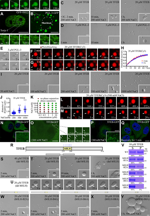 TFEB condensates exhibit unique physical properties.(A and B) Time-lapse experiments show that GFP-TFE3 forms puncta in the nucleus of Torin 1-treated HeLa cells, and these puncta rarely fuse with each other (A). PGL-3-GFP forms large punctate structures that undergo extensive fusion in the cytosol of HeLa cells (B). (C) DIC images showing that 20 μM TFEB forms droplets in a 200 mM NaCl buffer 2 min after LLPS induction. The size of TFEB droplets was only slightly increased at 10 min after phase induction, and remains unchanged from 10 min to 1 h. The droplets gradually cluster with time. (D) DIC images showing LLPS of PGL-3 in 150 mM NaCl buffer. The PGL-3 droplets fuse with each other upon encounter and their size continues to increase with time. (E) Time-lapse images showing fusion of PGL-3 droplets (arrows) in buffer containing 150 mM NaCl. (F–H) FRAP analysis of TFEB(Cy3) signal in droplets (arrows) formed in a buffer containing 200 mM NaCl at 2 min (F) and 1 h (G) after LLPS induction. Quantification of the FRAP data is shown as mean ± SEM (n = 3) in H. The fluorescence signals were difficult to bleach, which suggests that molecules are highly dynamic in the droplets. (I) DIC images showing that 20 μM TFEB fails to form droplets at 2 min after LLPS induction in buffer containing 50 mM NaCl, but undergoes LLPS in buffer containing higher concentrations of NaCl. The droplet size increases as the NaCl concentration increases from 100 mM to 1,000 mM. (J) Column scatter charts show quantification of TFEB droplet size in reactions containing different concentrations of NaCl. Data are shown as mean ± SEM of droplets combined from three fields (60.99 × 45.69 μm) for each reaction (n = 232, 115, and 122 for droplets in 200, 500, and 1,000 mM NaCl buffer, respectively). ***,P < 0.001. (K) Phase diagram illustrating LLPS of TFEB at various protein and NaCl concentrations. (L and M) Cy3-labeled TFEB droplets grow with time in a buffer containing 500 mM NaCl (L). Small droplets (arrows) sometimes undergo fusion upon encounter (M). The fusion events are rare. The time point of the first image is defined as "0 s." (N) TFEB-GFP is diffusely localized in the cytoplasm of HeLa cells under normal growth conditions. (O) Time-lapse images showing that TFEB-GFP forms punctate structures (arrows) in the cytoplasm in cells after the growth medium is supplemented with 300 mM NaCl. (P and Q) TFEB-GFP forms a large number of puncta in the cytoplasm when the growth medium is supplemented with 300 mM NaCl for 30 min (P). The puncta quickly disappear after the high salt medium is replaced with normal medium (Q). (R) Schematic illustration of the bHLH domain in TFEB, and the distribution of positively charged residues in the bHLH domain which are mutated in this study. The positively charged residues Arg(R)/Lys(K) are labeled by blue colored vertical lines. (S) 40 μM TFEB(del bHLH) fails to undergo LLPS in a buffer containing 200 mM NaCl at 2 min after LLPS induction. (T and U) DIC images showing that 20 μM TFEB(del bHLH) forms droplets in 500 mM NaCl buffer from 2 min to 1 h after LLPS induction (T). U shows time-lapse images of two encountering TFEB(del bHLH) droplets (arrows) which undergo partial fusion with time and do not relax into a spherical structure during the time of examination. The time point of the first image is defined as "0 s." (V) The percentage of TFEB protein partitioned into pellets in sedimentation assays. Droplets were induced in a buffer containing 200 mM NaCl. S, supernatant; P, pellet. The mutations in TFEB are: K237A for bHLH-B1A, K237A/R247A for bHLH-B2A, K237A/R247A/K256A/K264A for bHLH-B4A, K237A/R247A/K256A/K264A/K274A/R286A for bHLH-B6A and K237A/R247A/K256A/K264A/R271A/K274A/K279A/R286A for bHLH-B8A. (W and X) DIC images showing the droplets formed by 20 μM of various mutant TEFB proteins at 2 min after induction in a buffer containing 200 mM NaCl. (Y) DIC images showing that large TFEB(bHLH-B8A) droplets are juxtaposed but not fused after LLPS induction for 1 h in a system containing 20 μM protein in 500 mM NaCl buffer. Scale bars: D, 20 μm; A, B, E, N–Q, and insert in D, 10 μm; C, I, S, T, and W–Y, 5 μm; F, G, L, M, and U, 1 μm; inserts in C, I, N, P, S, T, W, and X and enlarged figures in A, B, and O, 1 μm. Source data are available for this figure: SourceDataFS1. Refer to the image caption for details.