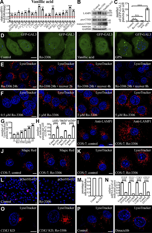 Small molecules activate lysosomal function and biogenesis.(A) qRT-PCR assays showing upregulation of mRNA levels of lysosomal genes in HeLa cells treated with 10 μM Vanillic acid. The genes are TFEB, ATP6V0E1, ATP7B, CLCN7, CTSA, CTSB, CTSD, CTSF, GALNS, GBA, GNS, HEXA, NAGLU, NUE1, PSAP, SCPEP1, SGSH, TMEM55B, and TPP1. The level of the corresponding mRNA in control cells is set to 1.0. Data (normalized by GAPDH level) are shown as mean ± SEM (n = 3 for each bar). *,P < 0.05; **,P < 0.01; ***P < 0.001. (B) Immunoblotting assays showing protein levels of LAMP1, and precursor and mature forms of CTSD in control and Ro-3306-treated HeLa cells. Quantifications of LAMP1 level (normalized by GAPDH level) and the ratio of mature CTSD/precursor CTSD are shown underneath. (C and D) The number of damaged lysosomes labeled by GFP-GAL3 in control HeLa cells and HeLa cells treated with 10 μM Ro-3306, 10 μM Vanillic acid, or 100 μM GPN (D). GPN treatment results in generation of damaged lysosomes that can be labeled by GFP-GAL3 (Jia et al., 2020), and was used as a positive control. C shows quantification of the number of GFP-GAL3 puncta per cell. Data are shown as mean ± SEM (n = 30 cells for each bar). ***,P < 0.001. (E) After Ro-3306 is washed out, the number of LysoTracker-stained lysosomes in 10 μM Ro-3306-treated HeLa cells gradually decreases to basal level within 8 h. (F and G) Lysosomal biogenesis shown by LysoTracker staining in HeLa cells treated with Ro-3306 at various concentrations (F). G shows quantification of the number of LysoTracker puncta per cell in control cells and cells treated with various concentrations of Ro-3306. Data are shown as mean ± SEM (n = 30 for each bar). ***,P < 0.001. (H–K) Compared to control cells, the number of lysosomal structures labeled by anti-LAMP1 antibody (I), Magic Red (J) and LysoTracker (K) is higher in COS-7 cells treated with 10 μM Ro-3306. Lysosomes become more dispersed in Ro-3306 treated cells. H shows quantification of the number of LAMP1, Magic Red and LysoTracker puncta per cell in control and Ro-3306-treated cells. Data are shown as mean ± SEM (n = 21, 10, 30, 19, 30, and 26 cells for LAMP1 in control and Ro-3306-treated cells, Magic Red in control and Ro-3306-treated cells and LysoTracker in control and Ro-3306-treated cells, respectively). ***,P < 0.001. (L and M) The majority of control and 10 μM Ro-3306-treated HeLa cells are in interphase. Interphase cells are negative for staining with an anti-p(Ser10)-H3 antibody (L). M shows quantification of the percentage of cells in interphase. Data are shown as mean ± SEM (n > 500 cells from at least six independent experiments for each bar). (N) qRT-PCR assays showing that mRNA levels of TFEB, TFE3, CDK1, and EPG5 are effectively depleted by the corresponding siRNAs. The level of the corresponding mRNA in control cells is set to 1.0. Data (normalized by GAPDH mRNA level) are shown as mean ± SEM (n = 3 for each bar). ***, P < 0.001. (O and P) In CDK1 KD HeLa cells, the number of LysoTracker puncta is significantly increased by treatment with 10 μM Ro-3306 (O). Dinaciclib treatment does not change the number of LysoTracker puncta (P). Scale bars: D–F, I–L, O, and P, 10 μm. Source data are available for this figure: SourceDataFS3.