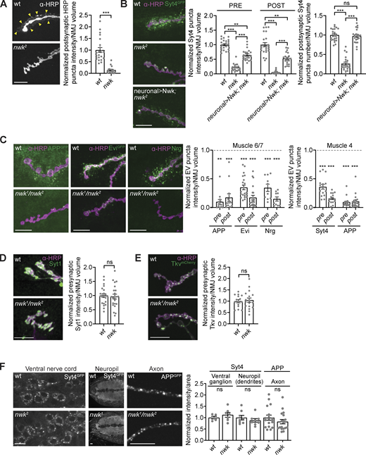 EV cargoes are locally depleted at nwk mutant synapses. (A)nwk mutant synapses lack α-HRP–labeled postsynaptic neuronal membrane puncta (indicated by arrowheads). Left: Representative images of muscle 6/7 NMJs. Right: Quantification of postsynaptic α-HRP puncta intensity. (B)nwk mutants cause neuron-autonomous pre- and postsynaptic depletion of the endogenously tagged EV cargo Syt4-GFP. Nwk was expressed using C380-GAL4, a neuron-specific driver. Left: Representative images of muscle 6/7 NMJs. Right: Quantification of Syt4-GFP puncta intensity and number. (C) EV cargoes APP-GFP, Evi-GFP, Nrg, and Syt4-GFP are reduced at nwk mutant synapses. Left: Representative images of muscle 6/7 NMJs. Middle: Quantification of EV cargo puncta intensity at muscle 6/7. Right: Quantification of EV cargo puncta intensity at muscle 4. Dashed line indicates mean EV cargo levels at control NMJs. (D and E) Levels of the non-EV cargoes Syt1 and Tkv-mCherry are unaffected at nwk mutant synapses. Left: Representative images of muscle 6/7 NMJs (Syt1) and muscle 4 NMJs (Tkv-mCherry). Right: Quantification of Syt1 or Tkv-mCherry puncta intensity. (F) EV cargo levels remain unchanged in cell bodies, neuropil, and axons in nwk mutants. Left: Representative images of Syt4-GFP in ventral ganglion cell bodies and neuropil, and APP-GFP in axons. Right: Quantification of Syt4-GFP or APP-GFP intensity. Data is represented as mean ± SEM; n is depicted by individual gray dots on the graphs and represents NMJs (A–E), or axons or brains (F). NMJ intensity measurements were normalized to presynaptic volume; all measurements were further normalized to the mean of their respective controls. All scale bars are 10 µm. Associated with Fig. S1. See Table S1 and Table S3 for detailed genotypes, sample sizes, and statistical analyses. wt, wild-type. Refer to the image caption for details.