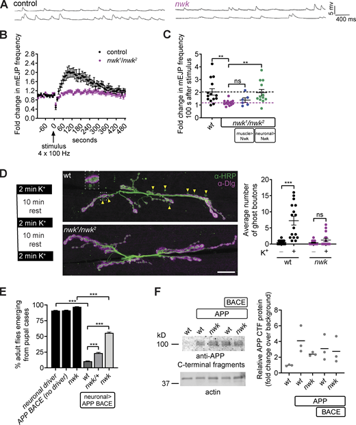 nwk mutants exhibit loss of EV cargo function. (A–C) Syt4-dependent functional plasticity (HFMR) is abolished in nwk mutants. (A) Representative traces of mEJPs before (top trace) and after (bottom trace) high-frequency stimulation (4 × 100 Hz). (B) Timecourse of mEJP frequency after stimulation. (C)nwk mutant HFMR phenotype is cell autonomous to neurons. Scatter plot of mEJP frequency 100 s after high-frequency stimulation. Black dashed line represents wild-type (wt) mean value, and the pink dashed line represents nwk mean value. C57-GAL4 and Vglut-GAL4 are muscle and neuron-specific drivers, respectively. (D) Syt4-dependent structural plasticity (ghost bouton budding) is abolished in nwk mutants. Left: Paradigm for spaced stimulation with high K+/Ca2+. Middle: Representative maximum intensity projections of confocal stacks at muscle 6/7 labeled with α-HRP (presynaptic) and α-Dlg (postsynaptic) antibodies. Arrowheads point to ghost boutons, containing HRP but not Dlg, enlarged in inset. Scale bar is 20 µm. Right: Quantification of ghost boutons with and without stimulation. (E) APP BACE-induced eclosion defect is suppressed in nwk mutants. Graph shows the percentage of adult flies emerging from pupal cases. APP and BACE were expressed with C155-GAL4, a neuron-specific driver. (F) GAL4C155-driven APP levels are comparable in wt and nwk heads: Immunoblot of Drosophila head extracts with α-APP C-terminal fragment and α-actin antibodies. Quantification shows fold change of APP relative to actin levels. Data is represented as mean ± SEM (B, C, and D) or mean ± standard error of the proportion (E); n represents NMJs (B–D), pupal cases (E), or biological replicates (F), and in C, D, and F, n is depicted by individual gray dots on the graphs. See Table S1 and Table S3 for detailed genotypes, sample sizes, and statistical analyses. Source data are available for this figure: SourcedataF2. Refer to the image caption for details.