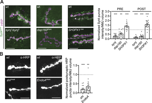 A subset of endocytic machinery is required for EV cargo trafficking. Pre- and postsynaptic EV cargo levels are reduced in multiple endocytic mutants. (A) Left: Representative images of muscle 6/7 NMJs. Right: Quantification of Syt4-GFP puncta intensity. (B) Left: Representative images of α-HRP debris on muscle 6/7 NMJs. Right: Quantification of α-HRP debris intensity. Data is represented as mean ± SEM; n is depicted by individual gray dots on the graphs and represents NMJs. NMJ intensity measurements were normalized to presynaptic volume; all measurements were further normalized to the mean of their respective controls, which are indicated with a dashed line. All scale bars are 10 µm. Associated with Fig. S2. See Table S1 and Table S3 for detailed genotypes, sample sizes, and statistical analyses. wt, wild-type. Refer to the image caption for details.