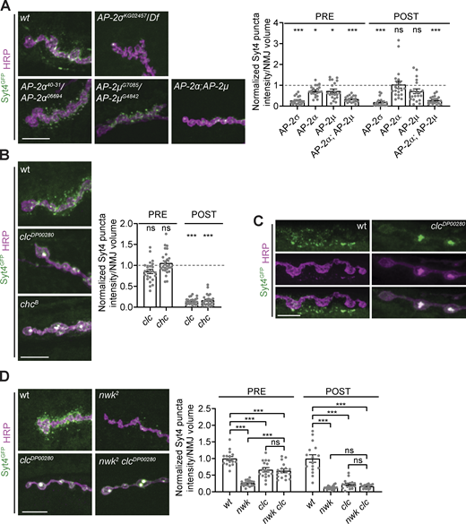 EV cargo trafficking requires clathrin-associated endocytic machinery. (A) Pre- and postsynaptic EV cargo levels are reduced in clathrin adaptor AP-2 mutants. Left: Representative images of muscle 6/7 NMJs. Right: Quantification of Syt4-GFP puncta intensity. (B) EV cargoes show altered localization in clathrin mutants and are not released from neurons. Left: Representative images of muscle 6/7 NMJs. Right: Quantification of Syt4-GFP puncta intensity. (C) Airyscan microscopy of clc mutant muscle 6/7 NMJs show that EV cargo accumulations extend into the interior of the bouton. (D) EV cargo accumulation in clathrin mutants is epistatic to its depletion in nwk mutants. Left: Representative images of muscle 6/7 NMJs. Right: Quantification of Syt4-GFP puncta intensity. Data is represented as mean ± SEM; n is depicted by individual gray dots on the graphs and represents NMJs. NMJ intensity measurements were normalized to presynaptic volume; all measurements were further normalized to the mean of their respective controls, which is indicated with a dashed line. All scale bars are 10 µm. Associated with Fig. S3. See Table. S1 and Table. S3 for detailed genotypes, sample sizes, and statistical analyses. wt, wild-type. Refer to the image caption for details.