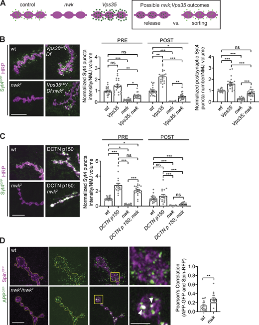 Nwk opposes retromer in loading EV precursors and acts upstream of dynactin-mediated retrograde transport. (A) Cartoon depicting potential EV phenotype outcomes for nwk; Vps35 experiment, testing if Nwk regulates MVB–plasma membrane fusion or EV cargo sorting. (B) EV cargoes are increased both pre- and postsynaptically in nwk; Vps35 double mutants relative to nwk mutants. Left: Representative images of muscle 6/7 NMJs. Right: Quantification of Syt4-GFP puncta intensity and number. (C) EV cargoes are retained at the synapse upon p150-DCTN overexpression, but these compartments are not competent for EV release. Left: Representative images of muscle 6/7 NMJs. Right: Quantification of Syt4-GFP puncta intensity. (D) EV cargo APP-GFP exhibits enhanced colocalization with the late endosome/lysosome marker Spin in nwk mutants. Left: Airyscan microscopy of muscle 6/7 NMJs. Outlines of presynaptic region are shown in yellow. Middle: Zoom of boutons of yellow boxed regions of NMJ. Arrowhead points to colocalized spots of APP-GFP and Spin-RFP. Right: Pearson’s correlation of APP-GFP and Spin-RFP signal within the presynaptic region only. Data is represented as mean ± SEM; n is depicted by individual gray dots on the graphs and represents NMJs. NMJ intensity measurements were normalized to presynaptic volume; all measurements were further normalized to the mean of wild-type (wt) controls. Scale bars are 10 µm (B and C), 5 µm (D, three rows of panels on left), and 2 µm (D, enlarged insets on right). Associated with Fig. S4. See Table S1 and Table S3 for detailed genotypes, sample sizes, and statistical analyses.