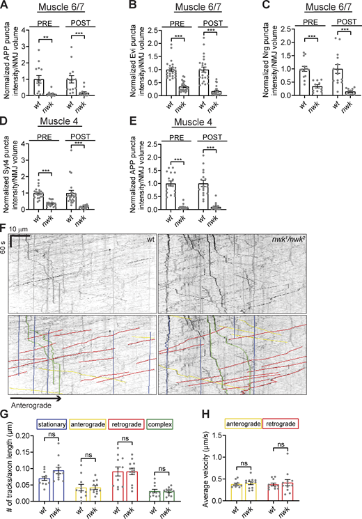 EV cargo levels are reduced at nwk mutant synaptic terminals but show no change in axonal trafficking. (A–E)Fig. 1 C datasets shown with corresponding controls. (A) Quantification of APP-GFP pre- and postsynaptic puncta intensity at muscle 6/7 NMJs. (B) Quantification of Evi-GFP pre- and postsynaptic puncta intensity at muscle 6/7 NMJs. (C) Quantification of Nrg pre and postsynaptic puncta intensity at muscle 6/7 NMJs. (D) Quantification of Syt4-GFP pre- and postsynaptic puncta intensity at muscle 4 NMJs. (E) Quantification of APP-GFP pre- and postsynaptic puncta intensity at muscle 4 NMJs. (F) Top: Representative kymographs of APP-GFP puncta dynamics in control and nwk mutant live axons. Bottom: Overlayed colored lines indicate stationary (blue), anterograde (yellow), retrograde (red), and complex (green) APP-GFP tracks. (G) Quantification of number of stationary (blue), anterograde (yellow), retrograde (red), and complex (green) APP-GFP puncta tracks in control and nwk mutant axons. (H) Quantification of average velocity of anterograde (yellow) and retrograde (red) APP-GFP puncta movement in control and nwk mutant axons. Data is represented as mean ± SEM; n is depicted by individual gray dots on the graphs and represents NMJs (A–E) and animals (G and H). NMJ intensity measurements were normalized to presynaptic volume (A–E). Number of tracks were normalized to axon length (G). Measurements in A–E were further normalized to the mean of their respective controls. Associated with Fig. 1. See Table S1 and Table S3 for detailed genotypes, sample sizes, and statistical analyses. wt, wild-type. Refer to the image caption for details.