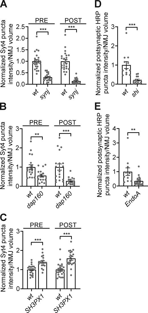 A subset of endocytic machinery is required for synaptic EV traffic.Fig. 3, A and B datasets shown with corresponding controls. (A) Quantification of pre- postsynaptic Syt4-GFP puncta intensity in control (wt) and synj mutants. (B) Quantification of pre- and postsynaptic Sy4-GFP puncta intensity in control and upon neuronal knockdown of dap160. (C) Quantification of pre- and postsynaptic Syt4-GFP puncta intensity in control and SH3PX1 mutants. (D) Quantification of postsynaptic HRP puncta intensity in control and upon neuronal expression of ShiK44A. (E) Quantification of postsynaptic HRP puncta intensity in control and upon neuronal knockdown of EndoA. Data is represented as mean ± SEM; n is depicted by individual gray dots on the graphs and represents NMJs. NMJ intensity measurements were normalized to presynaptic volume; all measurements were further normalized to the mean of their respective controls. Associated with Fig. 3. See Table S1 and Table S3 for detailed genotypes, sample sizes, and statistical analyses. Refer to the image caption for details.