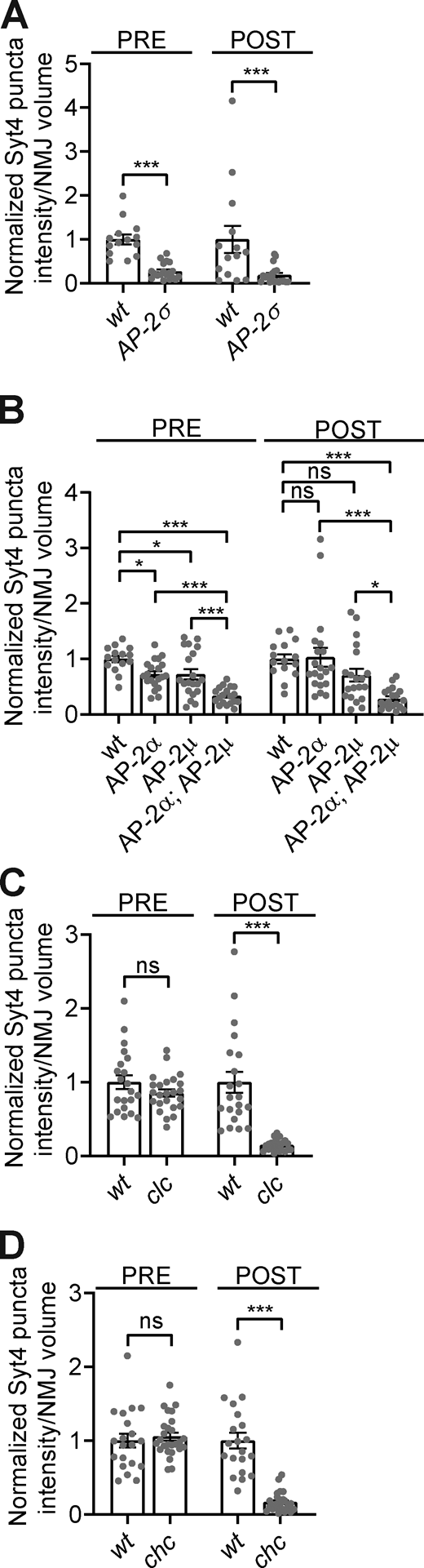 EV traffic is dependent on clathrin-associated endocytic machinery.Fig. 4, A and B datasets shown with corresponding controls. (A) Quantification of Syt4-GFP pre- and postsynaptic puncta intensity in control (wt) and AP-2σ mutants. (B) Quantification of Syt4-GFP pre- and postsynaptic puncta intensity in control, AP-2α, AP-2μ, and AP-2α;AP-2μ mutants. (C) Quantification of Syt4-GFP pre- and postsynaptic puncta intensity in control and clc mutants. (D) Quantification of Syt4-GFP pre- and postsynaptic puncta intensity in control and chc mutants. Data is represented as mean ± SEM; n is depicted by individual gray dots on the graphs and represents NMJs. NMJ intensity measurements were normalized to presynaptic volume; all measurements were further normalized to the mean of their respective controls. Associated with Fig. 4. See Table S1 and Table S3 for detailed genotypes, sample sizes, and statistical analyses. Refer to the image caption for details.