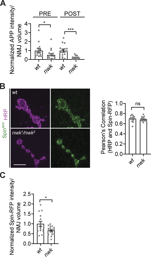 EV cargo levels are reduced at nwk mutant synapses, and remaining EV cargo puncta specifically colocalize with degradative compartments. (A) Quantification of APP-GFP pre- and postsynaptic puncta intensity in control (wt) and nwk mutants. (B) Presynaptic α-HRP and Spin-RFP colocalize to the same degree at control and nwk mutant NMJs. (Left) Representative Airyscan images of muscle 6/7 NMJs with α-HRP and Spin-RFP. (Right) Pearson’s correlation of presynaptic α-HRP and Spin-RFP. (C) Quantification of presynaptic Spin-RFP puncta intensity in control and nwk mutants. Data is represented as mean ± SEM; n is depicted by individual gray dots on the graphs and represents NMJs. NMJ intensity measurements were normalized to presynaptic volume; all measurements were further normalized to the mean of their respective controls. Scale bar is 5 µm. Associated with Fig. 5. See Table S1 and Table S3 for detailed genotypes, sample sizes, and statistical analyses. Refer to the image caption for details.