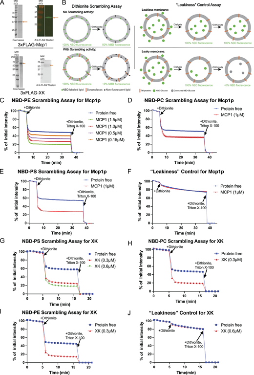 Mcp1p and XK scramble glycerolipids in vitro. (A) SDS-PAGE gels showing purified 3xFLAG-Mcp1p or 3xFLAG-XK before their reconstitution into liposomes, analyzed by Coomassie staining and by Western blotting with anti-FLAG. (B) Schematics for the dithionite scrambling assay and leakiness control. TM, transmembrane. (C) Mcp1p scrambles NBD-PE. Scrambling is not observed with the protein-free liposomes. Reconstitution is more efficient when the protein is added at higher concentrations, resulting in nearly complete reduction of fluorescence. (D and E) Mcp1p scrambles NBD-PC and NBD-PS. (F) Leakiness control for Mcp1p-containing liposomes. Fluorescence retention of NBD-glucose in the liposome lumen after dialysis and, further, after addition of dithionite indicates that the liposome membranes remain intact and impermeable to small molecules like dithionite or NBD-glucose. (G–I) Scrambling results for XK. XK scrambles NBD-lipids without headgroup specificity. (J) The XK-containing liposomes are leak-free. Source data are available for this figure: SourceData F3.