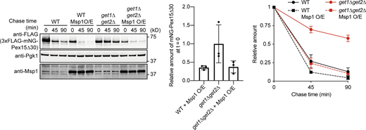 Overexpression of Msp1 leads to efficient degradation of mNG-Pex15Δ30 in get1Δget2Δ cells.get1Δget2Δ cells expressing 3xFLAG-mNG-Pex15Δ30 from the GAL1 promoter, with or without overexpression of Msp1 (Msp1 O/E) under the control of the ADH1 promoter, were grown in SCD at 30°C, and then in SCGal for 3 h at 30°C. Normalized relative amounts of 3xFLAG-mNG-Pex15Δ30 were plotted against chase time (right), and the amount of 3xFLAG-mNG-Pex15Δ30 in get3Δ cells, right after the addition of CHX (chase time = 0), relative to that in WT cells without Msp1 overexpression, is shown (center). Values are mean ± SD from three independent experiments. Source data are available for this figure: SourceData FS3.