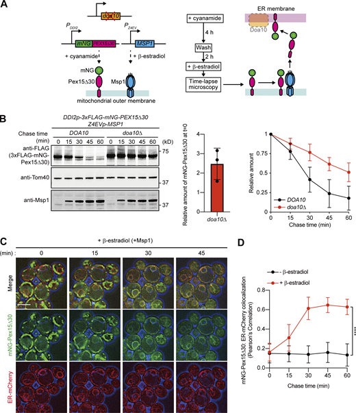 Msp1-dependent transfer of Pex15Δ30 from mitochondria to the ER. (A) Schematic representation of time-lapse imaging. 3xFLAG-mNG-Pex15Δ30 was expressed under the control of the cyanamide-inducible DDI2 promoter, and Msp1 was from the β-estradiol-inducible Z4EV promoter. DOA10 was deleted to block the ubiquitination and degradation of Pex15Δ30. Yeast cells were grown in SCD medium at 30°C, and 3xFLAG-mNG-Pex15Δ30 was induced by 5 mM cyanamide for 4 h at 30°C. The cells were washed with fresh SCD medium to shut off 3xFLAG-mNG-Pex15Δ30 expression. Time-lapse imaging was recorded after addition of 1 μM β-estradiol to start expression of Msp1. (B) Promoter shutoff chase of 3xFLAG-mNG-Pex15Δ30. doa10Δ and its isogenic WT (DOA10) cells in A were grown in SCD medium at 30°C. Cell extracts were prepared at the indicated times after addition of 1 μM β-estradiol, and proteins were analyzed by SDS-PAGE and immunoblotting with the indicated antibodies (left). Normalized relative amounts of 3xFLAG-mNG-Pex15Δ30 were plotted against chase time (right), and the amount of 3xFLAG-mNG-Pex15Δ30 in doa10Δ cells, right after the addition of β-estradiol (chase time = 0), relative to that in DOA10 cells, is shown (center). Values are mean ± SD from three independent experiments. (C) Yeast cells in A were grown in SCD medium at 30°C and treated with 1 μM β-estradiol after expression shutoff of 3xFLAG-mNG-Pex15Δ30. Time-lapse images were then taken at 1-min intervals. Single-plane images are shown. The ER was labeled with BipN-mCherry-HDEL (ER-mCherry). Cell outlines (blue) are shown by a DIC image. Scale bar, 5 μm. (D) Colocalization of 3xFLAG-mNG-Pex15Δ30 with the ER in the presence (+β-estradiol, Fig. 1 C) and absence (−β-estradiol, Fig. S1 B) of Msp1 was analyzed using Pearson’s correlation coefficient between mNG and mCherry signals. A single cell was selected as a region of interest (ROI), and Pearson’s correlation coefficients were analyzed at each time point. Values are mean ± SD (−β-estradiol, n = 45; +β-estradiol, n = 60) from three independent experiments; n represents the number of cells. ****, P < 0.0001 compared with DOA10 cells by two-tailed paired t test. Source data are available for this figure: SourceData F1.