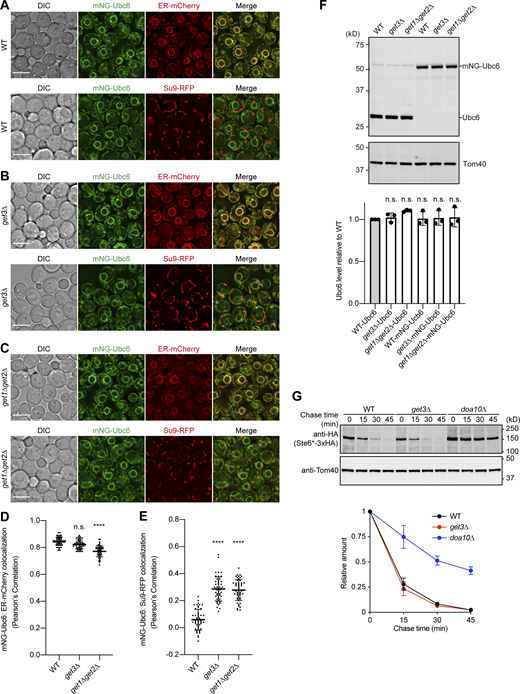 Doa10 is active in the GET mutants. (A–C) WT (A), get3Δ (B), and get1Δget2Δ (C) cells, expressing mNG-Ubc6 from the own promoter of Ubc6, were grown in SCD and imaged by fluorescence microscopy. Mitochondria and the ER were labeled with Su9-RFP and ER-mCherry, respectively. Single-plane images are shown. Scale bar, 5 μm. DIC, differential interference contrast microscopy. (D and E) Colocalization of mNG-Ubc6 with the ER (D) and mitochondria (E) was analyzed using Pearson’s correlation coefficient between mNG and RFP/mCherry signals. Values are mean ± SD (n = 50) from three technical replicates; n represents the number of cells. ****, P < 0.0001 compared with WT cells and get3Δ or get1Δget2Δ cells by one-way ANOVA with Dunnett’s multiple comparison test. (F) WT, get3Δ, and get1Δget2Δ cells expressing Ubc6 or mNG-Ubc6 from their own promoters were grown in SCD. Cell extracts were prepared, and proteins were analyzed by SDS-PAGE and immunoblotting with the indicated antibodies (upper panel). Protein amounts of endogenous Ubc6 and mNG-Ubc6 were normalized to that of Tom40 (lower panel). Values are mean ± SD from three independent experiments. One-way ANOVA with Dunnett’s multiple comparison test was used for comparison with WT-Ubc6 cells. (G) WT, get3Δ, and doa10Δ cells expressing Ste6*-3xHA from the GAL1 promoter were grown in SCD at 30°C and then in SCGal for 5 h at 30°C. Cell extracts were prepared at the indicated times at 30°C after addition of 100 µg/ml CHX, and proteins were analyzed by SDS-PAGE and immunoblotting with the indicated antibodies (left). Normalized relative amounts of Ste6*-3xHA were plotted against chase time as in Fig. 1 B. Values are mean ± SD from three independent experiments. Source data are available for this figure: SourceData F3.