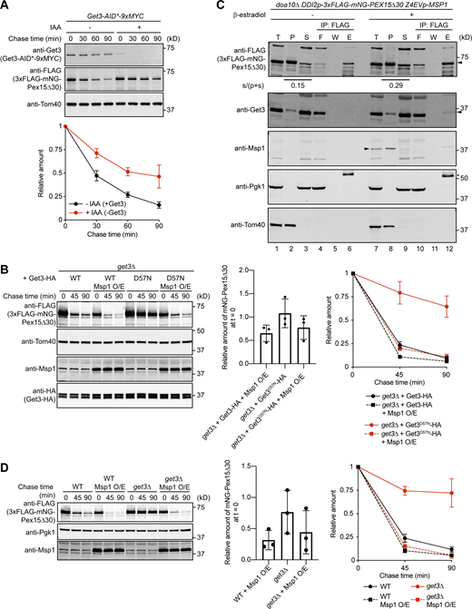 Overexpression of Msp1 restores the degradation inhibition of Pex15Δ30 in the GET mutants. (A) Cells expressing Get3-AID*-9xMyc from its own promoter and 3xFLAG-mNG-Pex15Δ30 from the GAL1 promoter were grown in SCD at 30°C, in SCGal for 2 h at 30°C, and further incubated for 30 min after addition of 1 mM IAA. Normalized relative amounts of 3xFLAG-mNG-Pex15Δ30 were plotted against chase time (bottom). Values are mean ± SD from three independent experiments. (B)get3Δ cells expressing Get3-HA or its ATPase-inactive mutant Get3(D57N)-HA under the control of its own promoter were grown in SCD at 30°C and then in SCGal for 3 h at 30°C to induce 3xFLAG-mNG-Pex15Δ30, with or without Msp1 overexpression (Msp1 O/E) from the ADH1 promoter. Cell extracts were prepared at the indicated times at 30°C after addition of 100 µg/ml CHX, and proteins were analyzed by SDS-PAGE and immunoblotting with the indicated antibodies (left). Normalized relative amounts of 3xFLAG-mNG-Pex15Δ30 were plotted against chase time (right), and the amount of 3xFLAG-mNG-Pex15Δ30 in get3Δ cells, right after the addition of CHX (chase time = 0), relative to that in get3Δ cells with Get3-HA, but without Msp1 overexpression, is shown (center). Values are mean ± SD from three independent experiments. (C)doa10Δ cells used in Fig. 1 were grown in SCD at 30°C, and then 3xFLAG-mNG-Pex15Δ30 was induced by addition of 5 mM cyanamide for 3 h at 30°C. The cells were washed with fresh SCD medium to shut off 3xFLAG-mNG-Pex15Δ30 expression and incubated for 2 h at 30°C. The cells were treated with or without 1 μM β-estradiol for 30 min at 30°C and were harvested. Total cell lysates (T) were separated into the supernatant/cytosol fraction (S) and pellet/membrane fraction (P) by centrifugation (1 h, 100,000 g), and 3xFLAG-mNG-Pex15Δ30 was immunoprecipitated from the supernatant fractions with anti-FLAG magnetic beads (IP: FLAG; see Coimmunoprecipitation in Materials and methods). Amounts of 3xFLAG-mNG-Pex15Δ30 in fraction S relative to the total amounts in fractions S and P are indicated below the uppermost gel. Proteins in the flow-through (F), washed (W), and eluted (E) fractions were analyzed by SDS-PAGE and immunoblotted with the indicated antibodies. The arrowheads indicate the proteins of interest. The asterisk in immunoblotting using anti-Pgk1 antibodies indicates an IgG heavy chain of anti-FLAG antibodies. (D)get3Δ cells expressing 3xFLAG-mNG-Pex15Δ30 from the GAL1 promoter, with or without overexpression of Msp1 (Msp1O/E) under the control of the ADH1 promoter, were grown in SCD at 30°C, and then in SCGal for 3 h at 30°C. Normalized relative amounts of 3xFLAG-mNG-Pex15Δ30 are plotted against chase time (right), and the amount of 3xFLAG-mNG-Pex15Δ30, right after the addition of CHX (chase time = 0), relative to that in WT cells without Msp1 overexpression, is shown (center). Values are mean ± SD from three independent experiments. Source data are available for this figure: SourceData F4. Refer to the image caption for details.