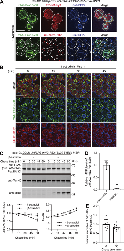 Msp1-mediated transfer of Pex15Δ30 from mitochondria to the ER. (A) Yeast cells in Fig. 1 A were grown in SCD at 30°C, treated with 5 mM cyanamide for 4 h, and imaged by fluorescence microscopy. The ER and mitochondria were labeled with BipN-mRuby3-HDEL (ER-mRuby3) and Su9-mTagBFP2 (Su9-BFP2), respectively (upper panel). Peroxisomes and mitochondria were labeled with mCherry-PTS1 and Su9-BFP2, respectively (lower panel). Cell shapes are outlined with broken lines, and arrowheads indicate mNG-Pex15Δ30 in peroxisomes. Maximum-projection images reconstituted from the z-stacks are shown (13 plane stacks, 0.4-μm spacing). Scale bar, 5 μm. (B) Time-lapse microscopy images were taken at the indicated times (min) for cells in Fig. 1 A without treatment with β-estradiol. Cell outlines (blue) are shown by a DIC image. Scale bar, 5 μm. (C) Promoter shutoff chase of 3xFLAG-mNG-Pex15Δ30. Yeast cells in Fig. 1 A were grown in SCD at 30°C. Cell extracts were prepared at the indicated times in the presence (+β-estradiol) or absence (−β-estradiol) of Msp1 induction, and proteins were analyzed by SDS-PAGE and immunoblotting with the indicated antibodies. Relative amounts of 3xFLAG-mNG-Pex15Δ30 (left) and Tom40 (right) were plotted against chase time. Values are mean ± SD from three independent experiments. (D) Yeast cells in Fig. 1 A were grown in SCD at 30°C. Total RNA was isolated from yeast cells before (cyanamide) and after (wash 2 h) washing off cyanamide, and mRNA levels of 3xFLAG-mNG-Pex15Δ30 (and control ACT1) were measured by quantitative real-time (RT)-PCR. mRNA levels were normalized to ACT1 mRNA levels, and values are mean ± SD from three independent experiments. The mean value before washing was set to 1.0. **, P = 0.01 compared with cyanamide-induced cells by two-tailed paired t test. (E) Quantification of 3xFLAG-mNG-Pex15Δ30 intensities in Fig. 1 C. A single cell was selected as a region of interest (ROI), and each mNG signal was quantified at chase time = 0 and 30. Values are mean ± SD (n = 9); n represents the number of cells. The mean value at chase time = 0 was set to 1.0. Source data are available for this figure: SourceData FS1. Refer to the image caption for details.