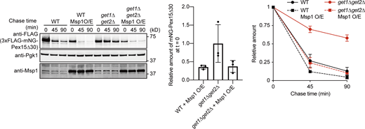 Overexpression of Msp1 leads to efficient degradation of mNG-Pex15Δ30 in get1Δget2Δ cells.get1Δget2Δ cells expressing 3xFLAG-mNG-Pex15Δ30 from the GAL1 promoter, with or without overexpression of Msp1 (Msp1 O/E) under the control of the ADH1 promoter, were grown in SCD at 30°C, and then in SCGal for 3 h at 30°C. Normalized relative amounts of 3xFLAG-mNG-Pex15Δ30 were plotted against chase time (right), and the amount of 3xFLAG-mNG-Pex15Δ30 in get3Δ cells, right after the addition of CHX (chase time = 0), relative to that in WT cells without Msp1 overexpression, is shown (center). Values are mean ± SD from three independent experiments. Source data are available for this figure: SourceData FS3.