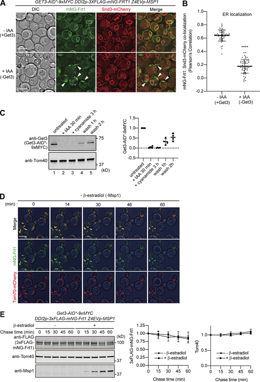 Frt1 mislocalized to the mitochondrial OM is transferred to the ER in a manner dependent on Msp1 and Get3. (A) Localization of 3xFLAG-mNG-Frt1 was imaged by fluorescence microscopy in the presence (−IAA, upper panel) or absence (+IAA, lower panel) of Get3-AID-9xMyc. Single-plane images are shown. The ER were labeled with Snd3-mCherry. Arrowheads indicate mNG-Frt1 mislocalized to mitochondria. Scale bar, 5 μm. DIC, differential interference contrast microscopy. (B) Colocalization of mNG-Frt1 with the ER was analyzed by using Pearson’s correlation coefficient between mNG and mCherry signals. Values are mean ± SD (n = 50) from three technical replicates; n represents the number of cells. ****, P < 0.0001 compared with IAA untreated (−IAA) cells by two-tailed paired t test. (C) Yeast cells expressing Get3-AID*-9xMYC as in Fig. 6 A were grown in SCD medium. Cell extracts were prepared, and proteins were analyzed by SDS-PAGE and immunoblotting with the indicated antibodies (left). Lane 1: untreated cells, lane 2: IAA treatment for 30 min at 30°C, lane 3: cyanamide induction for 3 h at 30°C in the presence of IAA, lane 4: 1 h after washing off of IAA and cyanamide, and lane 5: 2 h after washing off of IAA and cyanamide. Protein amounts of Get3-AID*-9xMYC were normalized by that of Tom40 (right). Values are mean ± SD from four independent experiments. (D) Time-lapse microscopy images were taken at the indicated times (min) for the cells in Fig. 6 A without IAA and β-estradiol treatment. Cell outlines (blue) are shown by a DIC image. Scale bar, 5 μm. (E) Promoter shutoff chase of 3xFLAG-mNG-Frt1. Yeast cells in Fig. 6 A were grown in SCD at 30°C. Cell extracts were prepared at the indicated times in the presence or absence of 1 μM β-estradiol, and proteins were analyzed by SDS-PAGE and immunoblotting with the indicated antibodies (left). Relative amounts of 3xFLAG-mNG-Frt1 (central) and Tom40 (right) were plotted against the protein levels at t = 0, respectively. Values are mean ± SD from three independent experiments. Source data are available for this figure: SourceData FS5.