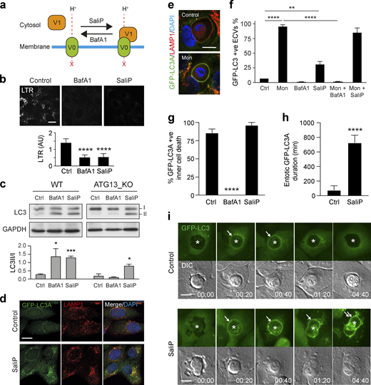 SaliP induces non-canonical autophagy and V-ATPase V0–V1 engagement. (a) Cartoon showing the differential effects of BafA1 and SaliP on V0–V1 association. (b) Confocal images of LTR staining in WT MCF10A cells treated with BafA1 (100 nM) or SaliP (2.5 μM). Scale bar, 15 μm. Quantification of LTR intensity. Data represent mean ± SD from eight fields of view. ****, P < 0.0001. (c) WT and ATG13−/− MCF10A cells were treated with BafA1 (100 nM) or SaliP (2.5 μM) for 1 h. Western blotting was performed to probe for LC3 (I and II forms marked) and GAPDH. Quantification of LC3II/I levels. Data represent mean ± SEM from three independent experiments. ***, P < 0.0001; *, P < 0.02, unpaired t test. (d) Representative confocal images of ATG13−/− MCF10A cells stained for LAMP1 and GFP-hLC3A following treatment with SaliP (2.5 μM) for 1 h. (e) Confocal images of entotic corpse vacuoles in WT MCF10A cells treated with monensin (100 μM) for 1 h and stained for LAMP1 and GFP-hLC3A. Scale bar, 10 μm. (f) Quantification of GFP-hLC3A recruitment to LAMP1 positive entotic corpse vacuoles (ECVs) following treatment with monensin (Mon, 100 μM), SaliP (2.5 μM), or BafA1 (100 nM) for 1 h. Data represent mean ± SEM from three independent experiments. ****, P < 0.0001; **, P < 0.008, unpaired t test. (g) Quantification of GFP-hLC3A recruitment to entotic vacuoles during inner cell death in WT MCF10A cells treated ± BafA1 (100 nM) or SaliP (2.5 μM). Data represent mean ± SEM from three independent experiments. ****, P < 0.0001, unpaired t test. (h) Quantification of duration of GFP-hLC3A recruitment to entotic vacuoles during inner cell death in cells treated ± SaliP (2.5 μM). Data represent mean ± SD from five examples. (i) Widefield GFP-hLC3 and DIC time-lapse images of entotic cell-in-cell structures in MCF10A cells treated ± SaliP (2.5 μM). Asterisks denote inner cells and arrows denote GFP-hLC3A recruitment to entotic vacuoles. Scale bar, 10 μm; time, h:min. Source data are available for this figure: SourceData F5. Refer to the image caption for details.