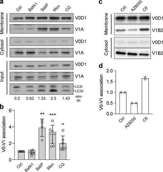 Increased V0–V1 engagement is associated with activation of non-canonical autophagy. (a) WT MCF10A cells were treated with BafA1 (100 nM), SaliP (2.5 μM), monensin (100 μM), or CQ (100 μM) for 1 h. Following fractionation, input, membrane, and cytosol fractions were probed for ATP6V1A, ATP6V0D1, and LC3 by Western blotting. LC3II/LC3I ratios are shown below. (b) Quantification of V0–V1 association from experiments as shown in a. Data represent mean ± SD from four to seven independent experiments. ***, P < 0.003; **, P < 0.01; *, P < 0.04, unpaired t test. (c) HeLa cells were stimulated with either mTOR inhibitor AZD8055 (1 μM) or TRPML1 agonist C8 (2 μM) for 90 min. Following fractionation, membrane and cytosol fractions were probed for ATP6V1B2, ATP6V0D1 by Western blotting. (d) Quantification of V0–V1 association from experiments as shown in c. Data represent mean ± SD from two independent experiments. Source data are available for this figure: SourceData F6. Refer to the image caption for details.