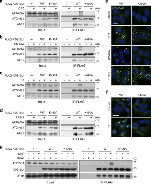 ATG16L1 interacts with V-ATPase during non-canonical autophagy. (a and b)ATG16L1−/− RAW264.7 cells and those re-expressing Flag-tagged WT and K490A ATG16L1, were treated with OPZ for 25 min (a) or STING agonist DMXAA (50 μg/ml) for 1 h (b). Input lysates and Flag immunoprecipitations were probed for ATP6V1A, ATG16L1, and ATG5 by Western blotting. (c)ATG16L1−/− HCT116 cells and those re-expressing FLAG-tagged WT and K490A ATG16L1 were treated with TRPML1 agonist C8 (2 μΜ) for 30 min. Input lysates and FLAG immunoprecipitations were probed by Western blotting as above. (d)ATG16L1−/− RAW264.7 cells and those re-expressing FLAG-tagged WT and K490A ATG16L1 were treated with mTOR inhibitor PP242 (1 μM) for 1 h. Input lysates and Flag immunoprecipitations were probed by Western blotting as above. (e) Confocal images of RAW264.7 cells expressing WT or K490A ATG16L1 treated with OPZ (25 min), DMXAA (1 h), or PP242 (1 h) and stained for LC3. Asterisks denote phagosomes. Scale bar, 10 μm. (f) Confocal images of GFP-rLC3B HCT116 cells expressing WT or K490A ATG16L1 treated with C8 (30 min). Scale bar, 15 μm. (g)ATG16L1−/− HCT116 cells and those re-expressing FLAG-tagged WT and K490A ATG16L1, were treated with BafA1 (100 nM) or SaliP (2.5 μM) for 1 h. Input lysates and FLAG immunoprecipitations were probed by Western blotting as above. Source data are available for this figure: SourceData F7. Refer to the image caption for details.