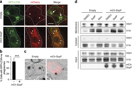 The Salmonella effector protein SopF blocks LAP and non-canonical autophagy. (a) Confocal images of GFP-hLC3A expressing RAW264.7 cells transfected with mCherry-SopF or empty vector and stimulated with OPZ for 25 min. Asterisks denote phagosomes and arrows mark GFP-LC3A positive phagosomes and dashed line marks outline of the cell. Scale bar, 5 μm. (b) Quantification of the percentage of phagocytosing mCherry-SopF or empty vector expressing cells that contain GFP-hLC3A positive phagosomes following OPZ stimulation. Data represent the mean ± SEM from three independent experiments. ***, P < 0.0003, unpaired t test. (c) Representative confocal DIC images of NBT/formazan deposits in phagosomes from empty vector and mCherry-SopF expressing RAW264.7 cells. Scale bar, 5 μm. (d) WT MCF10A cells expressing mCherry-SopF or empty vector were treated with SaliP (2.5 μM) or monensin (100 μM) for 1 h. Following fractionation, input, membrane, and cytosol fractions were probed for ATP6V1A, ATP6V0d1, and mCherry by Western blotting. Data representative of two repeats. Source data are available for this figure: SourceData F8. Refer to the image caption for details.
