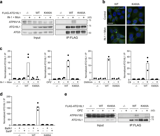 Quantification of FLAG-ATG16L1 co-immunoprecipitation of V-ATPase subunits. (a)ATG16L1−/− HCT116 cells and those re-expressing FLAG-tagged WT and K490A ATG16L1 were treated with monensin (100 μM) + IN-1 (1 μM) for 45 min. Input lysates and FLAG immunoprecipitations were probed for ATP6V1A, ATG16L1, and ATG5 by Western blotting. (b) Confocal images of GFP-rLC3B HCT116 cells expressing WT or K490A ATG16L1 treated as in a. Scale bar, 15 μm. (c and d) Quantification of ATP6V1A pulldown in Flag-ATG16L1 immunoprecipitations as shown in Fig. 7, a–d, and Fig. S4 a. Data represent means normalized to unstimulated controls from two to three independent experiments. (e)ATG16L1−/− RAW264.7 cells and those re-expressing Flag-tagged WT and K490A ATG16L1 were treated with OPZ for 25 min. Input lysates and Flag immunoprecipitations were probed for ATP6V1B2 and ATG16L1 by Western blotting. Source data are available for this figure: SourceData FS4.