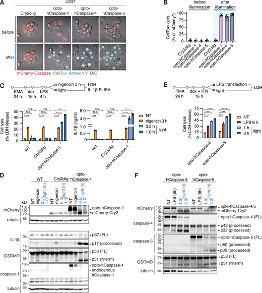 Optogenetic pyroptosis induction in human macrophage-like cell lines. (A and B) Representative images and quantification of CellTox+ PMA-differentiated U937 cells expressing the indicated constructs before and after 1 h of blue light illumination. Scale bar, 20 µm. (C and E) LDH and IL-1β release from WT U937 or U937 cells expressing the indicated constructs, treated with nigericin (C), transfected with LPS (E), or illuminated with blue light. NT, non-treated. (D and F) Immunoblots of combined cell lysates and supernatants from C or E, respectively. Anti-mCherry is used for full-length and processed opto-hCaspase-1/-4/-5 and Cry2olig. A and C–F are representative of at least three independent experiments, each with three technical replicates per experiment (at least n = 9), B is pooled from three experiments, each with quadruplicate technical replicates (n = 12). Mean ± SD, ****, P < 0.0001 (one-way ANOVA). Source data are available for this figure: SourceData F2. Refer to the image caption for details.