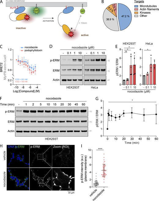 Drugs that disassemble microtubules promote ERM activation. (A) Schematic representation of MyrPB-ezrin-rLucII/rGFP-CAAX BRET2 biosensor (Leguay et al., 2021). (B) Diagram representing the identified class of targets of the validated ezrin activators. (C) BRET2 signals were measured in HEK293T cells expressing MyrPB-ezrin-rLucII/rGFP-CAAX and incubated with increasing concentration of nocodazole (blue) or podophyllotoxin (red) for 15 min. (D and E) Immunoblot of HEK293T (left) and HeLa (right) cells incubated with the indicated concentrations of nocodazole for 15 min (D). p-ERM over ERM signals were quantified and normalized to vehicle (DMSO; E). (F and G) Immunoblot of HEK293T cells incubated with 1 µM nocodazole for the indicated times (F). p-ERM over ERM signals were quantified and normalized to vehicle (t = 0; G). (H and I) Immunofluorescence of HEK293T cells incubated with vehicle (DMSO) or 1 µM nocodazole for 15 min (H). p-ERM staining at the plasma membrane was quantified and normalized to cells treated with vehicle (I; n > 45 cells). BRET2 signals (C) represent the mean ± SD of three independent experiments. Immunoblots (D and F) and immunofluorescences (H) are representative of at least two independent experiments. p-ERM quantifications represent the mean ± SD of at least two independent experiments. Dots represent independent experiments (E), individual cells (I), or the mean of independent experiments (C and G). P values were calculated using one-sample t test (E and G) or using two-tailed unpaired t test (I). *, P < 0.05; ****, P < 0.0001. ns, not significant. Numbers associated with Western blots indicate molecular weight in kD. Source data are available for this figure: SourceData F1.