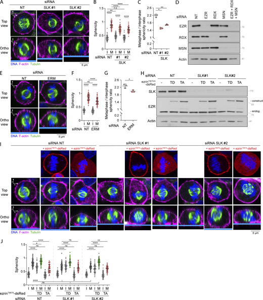 SLK and ERMs promote cell rounding in metaphase. (A–J) Sphericity and mitotic rounding defects were measured using immunofluorescence 3D reconstitution after confocal microscopy in HEK293T cells transiently transfected with non-target siRNA (NT) or two independent siRNA targeting SLK (A–C; n > 55 cells) or a combination of three siRNA targeting each ERM (D–G; n > 55 cells), or transiently transfected with non-target siRNA (NT) or two independent siRNA targeting SLK and co-transfected with ezrinT567D-dsRed or ezrinT567A-dsRed constructs (H–J; n > 48 cells). (A, E, and I) Top panels show confocal planes (Top view), and lower panels show orthogonal views (Ortho view). Sphericity was measured as in Fig. 3 G (B, F, and J). Mitotic rounding defects were assessed by measuring the mean sphericity ratio of metaphase to interphase cell populations (C and G). Knock down efficiency and overexpression were assessed using immunoblots (D and H). Immunofluorescences (A, E, and I) and immunoblots (D and H) are representative of three independent experiments. Quantifications of sphericity and sphericity ratio of metaphase to interphase populations represent the mean ± SD of three independent experiments. Dots represent individual cells (B, F, and J) or independent experiments (C and G). P values were calculated using Holm-Sidak’s multiple comparisons test with a single pooled variance (B, F, and J) or using a two-tailed paired t test (C and G). *, P < 0.05; **, P < 0.01; ****, P < 0.0001. Numbers associated with Western blots indicate molecular weight in kD. Source data are available for this figure: SourceData F5. Refer to the image caption for details.
