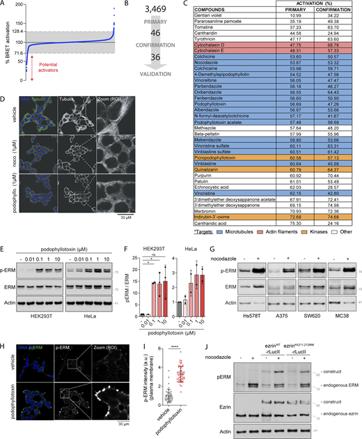 Microtubule disassembly promotes ERM activation. (A) Distribution of the 3,469 compounds (blue dots) screened over MyrPB-ezrin-rLucII BRET2 activation. BRET2 signals are normalized to vehicle (DMSO, 100%). Grey zone represents vehicle (100%) ± 28.4% corresponding to three times the SD of all compounds tested. Compounds promoting a BRET2 signal decrease lower than 71.6% are potential ezrin activators. (B) Schematic representation of the number of hits identified after both the primary and confirmation screens. (C) Table showing the targets of each compounds identified and validated in the chemical screen. BRET2 signals (in % compared to vehicle) measured for each compound in the primary and confirmation screens are indicated in columns 2 and 3, respectively. (D) Immunofluorescence of microtubules of HEK293T cells treated with indicated inhibitors for 15 min. (E and F) Immunoblots of HEK293T (left) and HeLa (right) cells incubated with the indicated concentrations of podophyllotoxin for 15 min (E). p-ERM over ERM signals were quantified and normalized to vehicle (DMSO; F). (G) Immunoblots of Hs578T, A375, SW620, and MC38 cells treated with 1 µM nocodazole for 15 min. (H and I) Immunofluorescence of HEK293T cells incubated with vehicle (DMSO) or 1 µM podophyllotoxin for 15 min (H). p-ERM staining at the plasma membrane was quantified and normalized to cells treated with vehicle (I; n > 45 cells). Immunofluorescence (H) and quantification of p-ERM staining at the plasma membrane (I) of vehicle treated cells were already shown in Fig. 1, H and I, respectively. (J) Immunoblot of HEK293T cells transfected with ezrinWT-rLucII or ezrinKK211,212MM-rLucII and treated with vehicle (DMSO) or 1 µM nocodazole for 15 min. Immunofluorescences (D and H) and immunoblots (E, G, and J) are representative of at least two independent experiments. p-ERM quantifications represent the mean ± SD of at least two independent experiments. Dots represent independent experiments (F) or individual cells (I). P values were calculated using one-sample t test (F) or using two-tailed unpaired t test (I). *, P < 0.05; ****, P < 0.0001. Numbers associated with Western blots indicate molecular weight in kD. Source data are available for this figure: SourceData FS1.