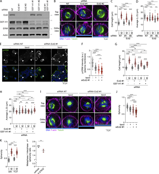 Ect2 acts together with interphase microtubule disassemblyand GEF-H1 to regulate ERM activity and metaphase cell rounding. (A) Immunoblot of HEK293T cells transiently transfected with non-target siRNA (NT; lane #1), two independent siRNA targeting Ect2 (lanes #2 and #3), or GEF-H1 (lanes #4 and #5), or transfected with a combination of siRNA targeting Ect2 and GEF-H1 (lane #6). (B–D) Cell height (C) and cell shape within the x/y plane (D) were measured using immunofluorescence 3D reconstitution after confocal microscopy (B) in HEK293T cells transiently transfected with non-target siRNA (NT) or two independent siRNA targeting Ect2 (n > 55 cells). (E and F) Immunofluorescence of HEK293T cells transiently transfected with non-target siRNA (NT) or siRNA targeting Ect2 and incubated with vehicle (DMSO) or 10 nM taxol for 90 min. Metaphase cells were identified based on DNA staining (DAPI, blue; E; arrowheads indicate metaphase cells), and p-ERM signal intensity at the plasma membrane in metaphase cells was quantified and normalized to cells transfected with non-target siRNA and incubated with vehicle (F). Quantification of p-ERM signal intensity of metaphase cells transiently transfected with non-target siRNA (NT) or siRNA #1 targeting Ect2 (Ect2 #1) was already shown in Fig. 7 B (n > 70 cells). (G and H) Cell height (G) and cell shape within the x/y plane (H) were measured in HEK293T cells transiently transfected with non-target siRNA (NT), siRNA targeting Ect2 or GEF-H1, or with a combination of siRNA targeting Ect2 and GEF-H1 (n > 55 cells). (I and J) Sphericity was measured using immunofluorescence 3D reconstitution after confocal microscopy (I) in HEK293T cells transfected with non-target siRNA (NT) or siRNA targeting Ect2 and incubated with vehicle (DMSO) or 10 nM taxol for 90 min. Sphericity was measured as in Fig. 3 G (J). Sphericity of metaphase cells transiently transfected with non-target siRNA (NT) or siRNA #1 targeting Ect2 (Ect2 #1; J) was already shown in Fig. 7 C (n > 60 cells). (K and L) Sphericity (K) and mitotic rounding defects (L) were measured using immunofluorescence 3D reconstitution after confocal microscopy (see Fig. 7 J) in HEK293T cells incubated with vehicle (DMSO) or 10 µM Y-27632 for 4 h. Sphericity was measured as in Fig. 3 G (K). Mitotic rounding defects were assessed by measuring the mean sphericity ratio of metaphase to interphase cell populations (L) (n > 55 cells). I, interphase; M, metaphase. Immunoblot (A) and immunofluorescences (B, E, and I) are representative of three independent experiments. All quantifications represent the mean ± SD of three independent experiments. Dots represent individual cells (C, D, F–H, J, and K) or independent experiments (L). P values were calculated using Holm-Sidak’s multiple comparisons test with a single pooled variance (C, D, F–H, J, and K) or two-tailed paired t test (L). *, P < 0.05; **, P < 0.01; ***, P < 0.001; ****, P < 0.0001. Numbers associated with Western blots indicate molecular weight in kD. Source data are available for this figure: SourceData FS5.