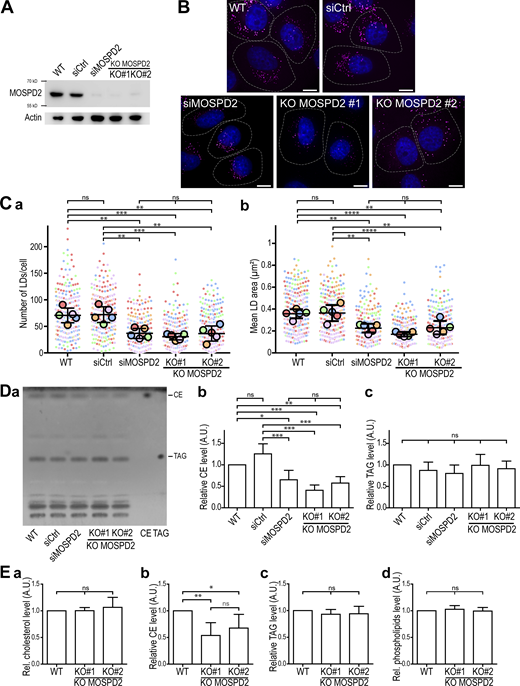 MOSPD2 is involved in LD homeostasis. (A) Western blot analysis of MOSPD2 protein level in control HeLa cells (WT), HeLa cells transfected with control siRNAs (siCtrl), siRNAs targeting MOSPD2 (siMOSPD2), and in two MOSPD2-deficient HeLa cell clones (KO#1 and KO#2) established by CRISPR/Cas9 gene editing. (B) Representative confocal images of parental HeLa cells (WT), of HeLa cells transfected with control siRNAs (siCtrl), and with siRNAs targeting MOSPD2 (siMOSPD2), and of MOSPD2-deficient HeLa cell clones (KO#1 and KO#2) labeled with BODIPY 493/503 (LDs, magenta) and Hoechst 33258 (nuclei, blue). Scale bars: 10 µm. Images were acquired on a spinning-disk confocal microscope (Nikon CSU-X1, 100× NA 1.4). The contour of each cell is delimited by a white dotted line. (C) Number (a) and area (b) of LDs in cells shown in B. Data are displayed as Superplots (Lord et al., 2020) showing the mean number and area of LDs per cell (small dots) or per independent experiment (large dots). Independent experiments (n = 5) are color-coded. Means and error bars (SD) are shown as black bars. Data were collected from 398 (WT), 323 (siCtrl), 280 (siMOSPD2), 333 (KO#1), and 413 (KO#2) cells. One-way ANOVA with Tukey’s multiple comparisons test (ns, not significant; **, P < 0.01; ***, P < 0.001; ****, P < 0.0001; n = 5 independent experiments). (D) a: TLC analysis of lipids extracted from cells shown in A. Neutral lipids were separated with hexane/diethylether/AcOH (80:20:2 vol/vol) and revealed with primuline. CE and TAG were used as standards. b and c: Relative levels of CE (b) and TAG (c) detected by TLC. Means and error bars (SD) are shown. One-way ANOVA with Tukey’s multiple comparisons test (*, P < 0.05; **, P < 0.01; ***, P < 0.001; n = 4 independent experiments). (E) Enzymatic quantification of cholesterol (a), cholesterol ester (b), triacylglycerol, (c) and phospholipid (d) in control HeLa cells (WT) and MOSPD2-deficient HeLa cell clones (KO#1 and KO#2). Means and error bars (SD) are shown. One-way ANOVA with Tukey’s multiple comparisons test (*, P < 0.05; **, P < 0.01; n = 6 independent experiments). A.U., arbitrary unit. Source data are available for this figure: SourceData F2.