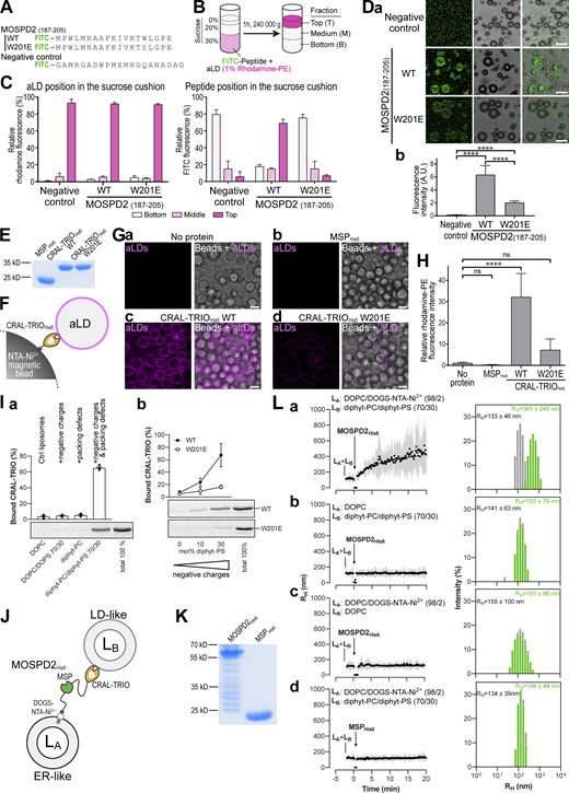 The CRAL-TRIO domain of MOSPD2 directly interacts with aLDs. (A) Peptides used for aLDs flotation assays. Peptides corresponding to the WT or W201E mutant AH of MOSPD2 (residues 187-205), and negative control composed of a random sequence, were coupled with FITC at their amino-terminal end. (B) Principle of aLDs flotation assays. Fluorescent peptides were incubated with aLDs containing 1 mol% Rhodamine-PE, then ultracentrifuged to allow aLDs to float on the sucrose cushion. Top, middle and bottom fractions were collected and FITC and rhodamine fluorescence quantified. (C) aLDs flotation assays. Left: Relative rhodamine fluorescence (i.e., aLDs); right: Relative FITC fluorescence (i.e., peptides), in the bottom (light pink), middle (pink) and top (dark pink) fractions. Means (± SD) from n = 5 independent experiments. (D) aLDs peptide interaction assay. a: Representative images of aLDs incubated with peptides shown in A. Scale bars: 10 μm. b: quantification of peptide fluorescence on aLDs. Means (± SD); n = 2 independent experiments (negative control: 1,397; WT AH : 231; W201E AH: 198 aLDs) . Student’s t test (****, P < 0.0001). (E) Coomassie blue staining of the recombinant MSPHis6, WT CRAL-TRIOHis6, and mutant CRAL-TRIOHis6 W201E proteins after SDS-PAGE. (F) Principle of aLDs pull-down assay. Proteins were immobilized on magnetic NTA-Ni2+ beads, owing to their His6 tag, and incubated with fluorescent aLDs. (G) Representative confocal images of NTA-Ni2+ beads either not coated with recombinant proteins (a, no protein) or coated with recombinant domains of MOSPD2 (b, MSPHis6; c, WT CRAL-TRIOHis6; and d, mutant CRAL-TRIOHis6 W201E) and incubated with fluorescent aLDs (magenta). Left: Confocal section of aLD fluorescence; right: Superposition with brightfield images showing the beads. Spinning-disk confocal microscope (Nikon CSU-X1, 100× NA 1.4) images. Scale bars: 10 µm. (H) Quantification of aLDs recruitment on NTA-Ni2+ beads. Rhodamine fluorescence was measured using a fluorimeter. Means ± SD. Kruskal–Wallis with Tukey’s multiple comparisons test (ns, not significant; ****, P < 0.0001; n = 6 independent experiments). (I) a: Flotation assays. CRAL-TRIOHis6 (0.75 µM) was mixed with liposomes (0.75 mM lipids) only made of DOPC or diphyt-PC or composed of DOPC/DOPS (7/3 mol/mol) or diphyt-PC/diphyt-PS (7/3 mol/mol) in HK buffer at 25°C for 10 min. After centrifugation, the liposomes were recovered at the top of a sucrose cushion and analyzed by SDS-PAGE. The amount of protein recovered in the top fraction (lane 1–4) was quantified and the fraction of liposome-bound CRAL-TRIOHis6 was determined using the content of lane 5 (total 100%) as a reference. Data are represented as mean ± SEM (error bars; n = 4). b: Flotation assays. WT (closed circle) and W201E mutant (open circle) MOSPD2 CRAL-TRIOHis6 proteins (0.75 µM) were mixed for 10 min with liposomes (0.75 mM lipids) only made of diphyt-PC or additionally containing 10 or 30 mol% diphyt-PS. Data are represented as mean ± SEM (error bars; n = 3–5). (J) Principle of the membrane tethering assay. (K) Coomassie blue staining of the recombinant MOSPD2His6 and MSPHis6 proteins after SDS-PAGE. (L) Membrane tethering assays. LA liposomes (50 µM total lipids) composed of DOPC/DOGS-NTA-Ni2+ (98/2 mol/mol; a, b, and d) or DOPC (b) were mixed with LB liposomes (50 µM), composed of diphyt-PC/diphyt-PS (70/30 mol/mol) (a, b, and d) or DOPC (c) in HK buffer at 25°C. After 2 min, MOSPD2His6 (a–c) or MSPHis6 (d; 0.4 µM) was added and the size of liposomes was measured for 23 min. Left: Mean radius (dots) and polydispersity (shaded area) over time. Right: Hydrodynamic radius (RH) distribution before (gray bars) and after the reaction (green bars). These experiments are representative of several independent experiments (n = 3–5). Source data are available for this figure: SourceData F8.