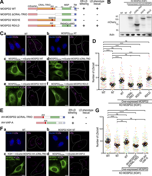 The capacity of MOSPD2 to form ER–LD contact sites is necessary but not sufficient to regulate LDs. (A) Schematic representation of mScarlet-MOSPD2 constructs either WT (mScarlet-MOSPD2) or containing a deletion of the MSP domain (ΔMSP) or the CRAL-TRIO domain (ΔCRAL-TRIO), a mutation in the MSP domain (RD/LD) or in the CRAL-TRIO domain (W201E). For each construct, the LD tethering activity and the rescue (see panels below) are summarized as + or −. (B) Western Blot analysis of WT and MOSPD2 knock-out (KO#1) HeLa cells. MOSPD2 expression was rescued in MOSPD2 knock-out cells using mScarlet-MOSPD2 expression constructs either WT or mutant (mScarlet-MOSPD2 ΔCRAL-TRIO, W201E, and RD/LD). NT, non-transfected. (C) Representative confocal images of WT and MOSPD2 knock-out (KO#1) HeLa cells in which MOSPD2 expression was restored using mScarlet-MOSPD2 constructs (c, d, e, and f; green) depicted in panel A. As control, untransfected WT (a) and MOSPD2 knock-out (b) cells were imaged. LDs were stained with BODIPY 493/503 (magenta) and nuclei with Hoechst (blue). (D) Quantification of the number of LDs in cells shown in B. Data are displayed as Superplots showing the mean number of LDs per cell (small dots) and the mean number of LDs per independent experiment (large dots). Independent experiments (n = 5) are color-coded. Means and error bars (SD) are shown as black bars. Data were collected from 213 (WT), 200 (KO#1), 150 (KO + mScarlet-MOSPD2 WT), 238 (KO + mScarlet-MOSPD2 ΔCRAL-TRIO), 126 (KO + mScarlet-MOSPD2 W201E), and 118 (KO + mScarlet-MOSPD2 RD/LD) cells. One-way ANOVA with Tukey’s multiple comparisons test (ns, not significant; ***, P < 0.001; n = 5 independent experiments). (E) Schematic representation of mScarlet constructs containing the deletion of the CRAL-TRIO domain together with an insertion of the AH (AH-MOSPD2-ΔCRAL-TRIO), and of the GFP-AH-VAP-A chimera in which the AH of MOSPD2 was fused at the N-terminus of VAP-A. For both constructs, the LD tethering activity and the rescue (see panels below) are summarized as + or −. (F) Representative confocal images of WT and MOSPD2 knock-out (KO#1) of HeLa cells in which constructs (green) from panel E were expressed (c and d). As control, untransfected WT (a) and MOSPD2 knock-out (b) cells were imaged. LDs were stained with BODIPY 493/503 (magenta) and nuclei with Hoechst (blue). (G) Quantification of the number of LDs in cells shown in F. Data are displayed as Superplots showing the mean number of LDs per cell (small dots) and the mean number of LDs per independent experiment (large dots). Independent experiments (n = 5) are color-coded. Means and error bars (SD) are shown as black bars. Data were collected from 202 (WT), 192 (KO#1), 156 (KO + mScarlet-MOSPD2 WT), 147 (KO + mScarlet-AH-MOSPD2-ΔCRAL-TRIO), and 155 (KO + mScarlet-AH-VAP-A). One-way ANOVA with Tukey’s multiple comparisons test (ns, not significant; **, P < 0.01; ***, P < 0.001; n = 5 independent experiments). (C and F) Images were acquired on a spinning-disk confocal microscope (Nikon CSU-X1, 100× NA 1.4). Scale bars: 10 µm. The cell contour is shown with a white dotted line. Source data are available for this figure: SourceData F9.