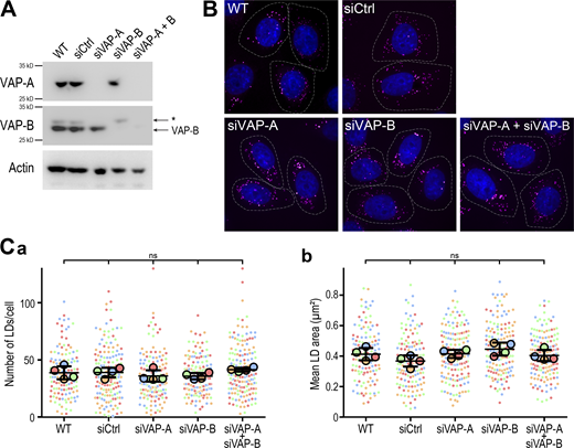VAP-A and VAP-B are not involved in LD homeostasis. (A) Western blot analysis of VAP proteins level in control HeLa cells (WT), HeLa cells transfected with control siRNAs (siCtrl), and with siRNAs targeting VAP-A (siVAP-A), VAP-B (siVAP-B), and both (siVAP-A + B). The band labeled with an * on VAP-B blot corresponds to cross-reactivity with VAP-A. (B) Representative confocal images of parental HeLa cells (WT) and HeLa cells transfected with control siRNAs (siCtrl), and with siRNAs targeting VAP-A (siVAP-A), VAP-B (siVAP-B), or both (siVAP-A + B). Cells were labeled with BODIPY 493/503 (LD, magenta) and Hoechst 33258 (nuclei, blue). The cell contour is delimited by a white dotted line. Scale bars: 10 µm. Images were acquired on a spinning-disk confocal microscope (Nikon CSU-X1, 100× NA 1.4). (C) Number (a) and area (b) of LDs in cells shown in B. Data are displayed as Superplots showing the mean number and area of LDs per cell (small dots), and the mean number and area of LDs per independent experiment (large dots). Independent experiments (n = 4) are color-coded. Means and error bars (SD) are shown as black bars. Data were collected from 98 (WT), 118 (siCtrl), 134 (siVAP-A), 129 (siVAP-B), and 135 (siVAP-A + VAP-B) cells. One-way ANOVA with Tukey’s multiple comparisons test (ns, not significant; n = 4 independent experiments). Source data are available for this figure: SourceData FS5.
