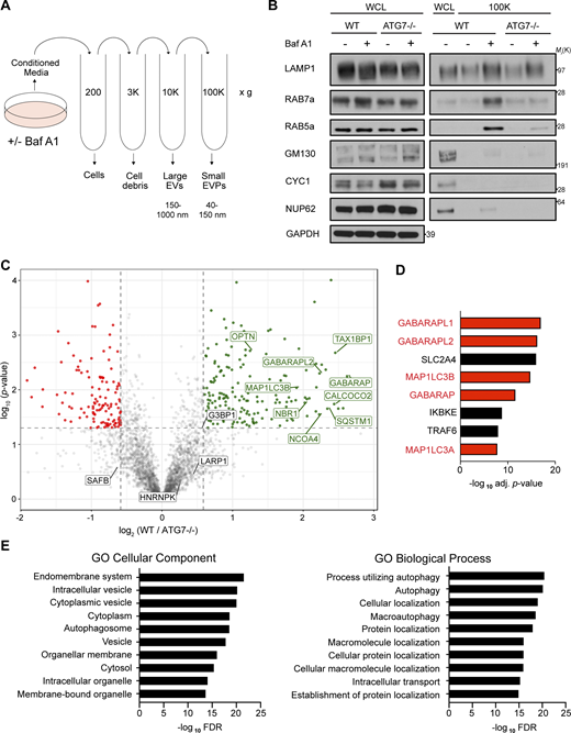 BafA1-induced disruption of lysosome acidification promotes ATG-dependent secretion of autophagy cargo receptors via EVPs. (A) Schematic for the differential centrifugation protocol used to isolate small EVP-enriched fractions from cells treated with BafA1 or vehicle. (B) Cell lysate (WCL; left) and 100,000 g EVP fractions (100K; right) from WT and ATG7−/− serum starved HEK293T cells treated with 20 nM BafA1 or vehicle were collected, normalized and blotted to detect the indicated proteins (n = 3). (C) A volcano plot of the proteins identified in 100K EVP-enriched fractions from BafA1 treated WT and ATG7−/− HEK293T cells quantified by TMT MS. TMT-labeled proteins are plotted according to their −log10 P values as determined by two-tailed t test and log2 fold enrichment (WT/ATG7−/−; n = 3). Gray dots: proteins not enriched in EVPs from BafA1 treated WT or ATG7−/− cells identified with P > 0.05 and/or log2 fold change between −0.5 and 0.5. Green dots: proteins significantly enriched in EVPs from BafA1 treated WT cells relative to treated ATG7−/− cells. Red dots: proteins significantly enriched in EVPs from BafA1 treated ATG7−/− cells relative to treated WT cells. (D) A ranked list of the proteins with the greatest connectivity to the 182 proteins enriched in EVPs from BafA1 treated WT cells relative to treated ATG7−/− cells. Statistical significance was calculated in Enrichr by a one-way Fisher’s exact test. LC3 family members are highlighted in red. PPI, protein–protein interaction. (E) GO enrichment analysis of the 182 proteins enriched in EVPs from BafA1 treated WT cells relative to treated ATG7−/− cells with the top terms for cellular component (left) and biological processes (right) plotted according to −log10 FDR. Source data are available for this figure: SourceData F1. Refer to the image caption for details.