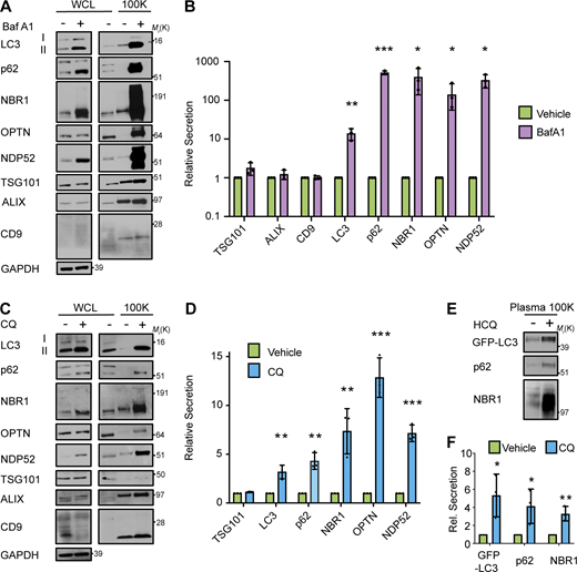 Lysosomal inhibition broadly promotes secretion of autophagy cargo receptors via EVPs. (A) Cell lysate (WCL; left) and 100,000 g EVP fractions (100K; right) from serum-starved HEK293T cells treated with vehicle or 20 nM BafA1 for 16 h were collected and blotted for the indicated proteins (n = 3). (B) Quantification of the proteins in EVP fractions from BafA1 treated cells relative to controls in A. (mean ± SEM; n = 3; *, P < 0.05; **, P < 0.01; ***, P < 0.005). Statistical significance calculated by unpaired, two-tailed t test. (C) WCL (left) and 100K fractions (right) from serum starved HEK293T cells treated with vehicle or 25 µM CQ for 16 h were collected and blotted for the indicated proteins (n = 3). (D) Quantification of the proteins in EVP fractions from CQ treated cells relative to controls in C (mean ± SEM; n = 3; **, P < 0.01; ***, P < 0.005). Statistical significance calculated unpaired, two-tailed t test. (E) Plasma EVPs from mice treated with vehicle or 60 mg/kg hydroxychloroquine (HCQ) for three consecutive days were collected and blotted for the levels of GFP-LC3, p62, and NBR1. (F) Quantification of the indicated proteins in plasma EV fractions from mice treated with vehicle or CQ from E (mean ± SEM; n = 3; *, P < 0.05; **, P < 0.01). Statistics were calculated by unpaired, two-tailed t-test. Source data are available for this figure: SourceData F3. Refer to the image caption for details.