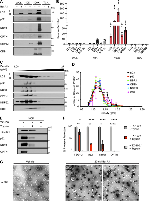 Autophagy cargo receptors are secreted as EVP-associated proteins in response to lysosome inhibition. (A) Cell lysate (WCL) and fractionated conditioned media (CM) were collected from serum-starved HEK293Ts treated with vehicle or 20 nM BafA1 for 16 h. CM subjected to serial differential ultracentrifugation to recover large EVs (10,000 g; 10K), small EVPs (100,000 g; 100K), and precipitated free soluble protein (TCA). Equal protein from WCL and fractionated CM were probed for the indicated targets (n = 3). (B) Quantification of LC3 and autophagy cargo receptors in the indicated fractions of CM from serum-starved BafA1 treated cells relative to WCL (mean ± SEM; n = 3; ***, P < 0.005). Statistical significance between CM fractions was calculated by nonparametric one-way ANOVA with Dunnett’s post hoc test. (C) Small EVPs from CM separated via linear sucrose density gradient ultracentrifugation, fractionated, and blotted to detect LC3, autophagy cargo receptors, and CD9 (n = 3). (D) Percent of total secreted LC3, cargo receptors, and CD9 detected in gradient fractions (mean ± SEM; n = 4). (E) Representative blots of indicated proteins from untreated EVPs or EVPs incubated with 100 μg/ml trypsin and/or 1% Triton X-100 (TX-100) for 30 min at 4°C (n = 3). (F) Percent protease protection for indicated proteins in EVPs incubated with 100 μg/ml trypsin and/or 1% TX-100 (mean ± SEM; n = 3; *, P < 0.05; **, P < 0.01; ****, P < 0.001). Statistics calculated by nonparametric one-way ANOVA with Dunnett’s post hoc test. (G) Representative TEM of small EVPs collected from vehicle or 20 nM BafA1 treated cells immunostained with anti-p62 primary antibody and detected using ultrasmall gold-conjugated secondary antibody with silver enhancement (scale bar, 500 nm). Source data are available for this figure: SourceData F4. Refer to the image caption for details.