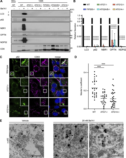 Autophagy cargo receptor secretion during lysosome inhibition requires autophagosome formation. (A) Cell lysate (WCL; left) and 100,000 g EV fractions (100K; right) from serum-starved WT and ATG-deficient HEK293T cells treated with vehicle or 20 nM BafA1 for 16 h were blotted to detect LC3, autophagy cargo receptors, and CD9 (n = 4). (B) Quantification of the indicated proteins in EVP fractions from BafA1 treated cells relative to treated WT controls. Statistics were calculated by nonparametric one-way ANOVA coupled with Dunnett’s post hoc test (mean ± SEM; n = 4; ***, P < 0.005). (C) Representative fluorescence micrographs from serum-starved WT, ATG7−/−, and ATG14−/− cells treated with 20 nM BafA1 and immunostained for endogenous p62 (green), CD63 (magenta), and LC3. Immunofluorescence micrographs of endogenous LC3 and CD63 from these exact cell samples and corresponding co-occurrence data can be found in Fig. S4, C–E. Scale bar, 10 μm; inset scale bar, 2 μm. (D) Scatter plot of Mander’s coefficients for the co-occurrence of p62 and CD63 in C. Statistics were calculated by nonparametric one-way ANOVA with Dunnett’s post hoc test (mean ± SEM; WT n = 26; ATG7−/−n = 26, ATG14−/−, n = 32; ***, P < 0.005). (E) Representative images from TEM of late endosomes from vehicle or 20 nM BafA1 treated cells that were immunostained with anti-p62 primary antibody and detected using ultrasmall gold-conjugated secondary antibody with silver enhancement (scale bar, 500 nm). Source data are available for this figure: SourceData F5. Refer to the image caption for details.