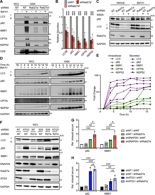 Rab27a is required for EVP secretion of autophagy cargo receptors in response to lysosome inhibition and impaired autophagosome maturation. (A) WCL (left) and 100,000 g EVP fractions (100K; right) from serum-starved cells expressing control shRNA (NT) or Rab27a shRNA (shRab27a1; shRab27a2) were collected and blotted for indicated proteins. (B) Quantification of indicated proteins in EVPs from cells expressing SNAP29 shRNA relative to control shRNA (shNT) in A. Statistics were calculated by nonparametric one-way ANOVA with Dunnett’s post hoc test (mean ± SEM; n = 3; ***, P < 0.005). (C) Cells expressing control shRNA (NT) or Rab27a shRNA were EBSS starved for 12 h, lysed, and blotted for the indicated proteins. BafA1 = 50 nM, BafA1 added 1 h before lysis (n = 3). (D) WCL (left) and 100K fractions (right) from serum starved cells treated with 20 nM BafA1 were collected at the indicated times after treatment and blotted for LC3, autophagy cargo receptors, and GAPDH. (E) Quantification of the fold change in intracellular levels (green lines) and EVP-mediated secretion (secreted; shapes with magenta lines) for the indicated proteins relative to levels at 2 h after treatment with BafA1 in D. (F) WCL from cells stably expressing the indicated combinations of control shRNA (NT) and shRNAs targeting ATG3, Rab27a (R27a), and SNAP29 (S29) collected 8 h after starvation and blotted for indicated proteins. (G) Quantification of p62 and NBR1 in WCL from starved cells co-expressing control shRNA and Rab27a shRNA (shNT/shRab27a), SNAP29 shRNA and control shRNA (shSNAP29/shNT), or SNAP29 shRNA and Rab27a shRNA (shSNAP29/shRab27a) relative to shRNA controls (shNT/shNT) in F. Statistics were calculated by nonparametric one-way ANOVA coupled with Dunnett’s post hoc test (mean ± SEM; n = 3; *, P < 0.05; **, P < 0.01; ***, P < 0.005). (H) Quantification of p62 and NBR1 in WCL from starved cells co-expressing control shRNA and Rab27a shRNA (shNT/shRab27a), ATG3 shRNA and control shRNA (shATG3/shNT) or ATG3 shRNA and Rab27a shRNA (shATG3/shRab27a) relative to shRNA controls (shNT/shNT) in F. Statistics were calculated by nonparametric one-way ANOVA coupled with Dunnett’s post hoc test (mean ± SEM; n = 3; **, P < 0.01; ***, P < 0.005). Source data are available for this figure: SourceData F7. Refer to the image caption for details.