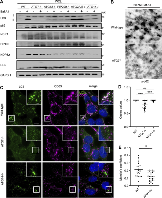 Autophagosome formation is required for autophagy cargo receptor secretion in response to lysosome inhibition. (A) WCL from serum-starved HEK293Ts of the indicated genotypes treated with or without 20 nM BafA1 and corresponding to secretion experiments in Fig. 5, A and B, were collected and immunoblotted for LC3, autophagy cargo receptors, CD9, and GAPDH. (B) Representative images from transmission EM of small EVPs collected from 20 nM BafA1 treated WT and ATG7−/− cells that were immunostained with primary antibody against p62/SQSTM1 and detected with ultrasmall gold-conjugated secondary antibody with silver enhancement (scale bar, 500 nm). (C) Representative fluorescence micrographs from serum-starved WT, ATG7−/−, and ATG14−/− cells treated with 20 nM BafA1 and immunostained for endogenous LC3 (green), CD63 (magenta), and p62. Immunofluorescence micrographs of endogenous p62 and CD63 from these exact cell samples and corresponding co-occurrence data can be found in Fig. 5, C and D. Scale bar, 10 μm; inset scale bar, 2 μm. (D) A scatter plot of the P values obtained from Costes significance tests to assess whether the overlap of LC3 and CD63 staining observed in C exceeds thresholds of random co-occurrence. Statistical significance was calculated by nonparametric two-way ANOVA with Tukey’s post hoc test (mean ± SEM; WT, n = 26; ATG7−/−, n = 26; ATG14−/−, n = 32; ***, P < 0.005). (E) A scatter plot of Mander’s coefficients for the co-occurrence of LC3 with CD63 in BafA1 treated WT and ATG14−/− cells in C. Statistical significance was calculated by an unpaired two-tailed t test (mean ± SEM; WT, n = 26; ATG14−/−, n = 32; *, P < 0.05). Source data are available for this figure: SourceData FS4. Refer to the image caption for details.